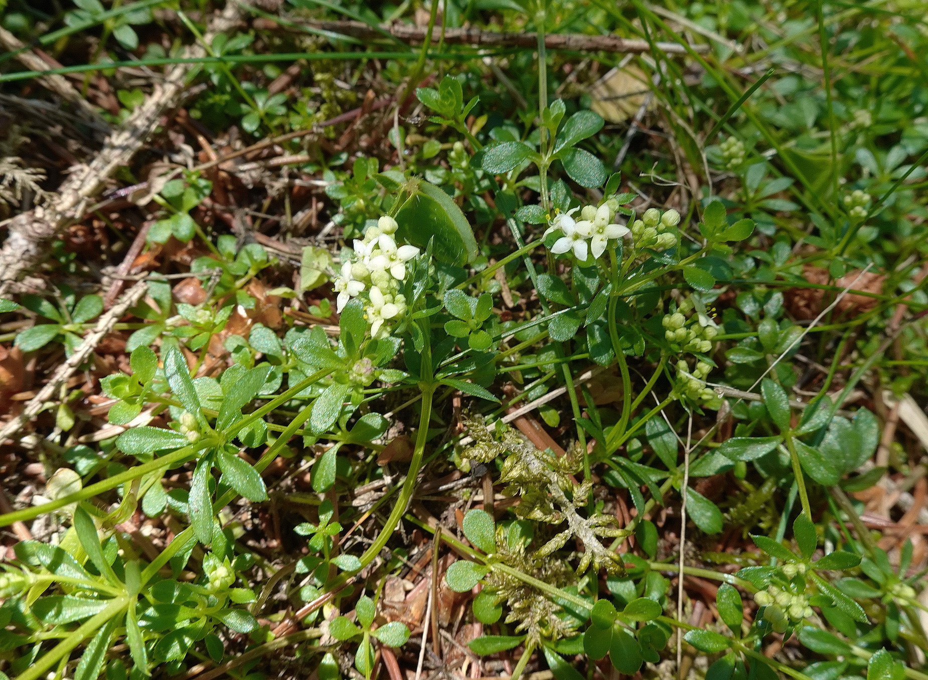 Galium.saxatile.St-Wetterkogel.bei.Graden 4.Juni.26.JPG