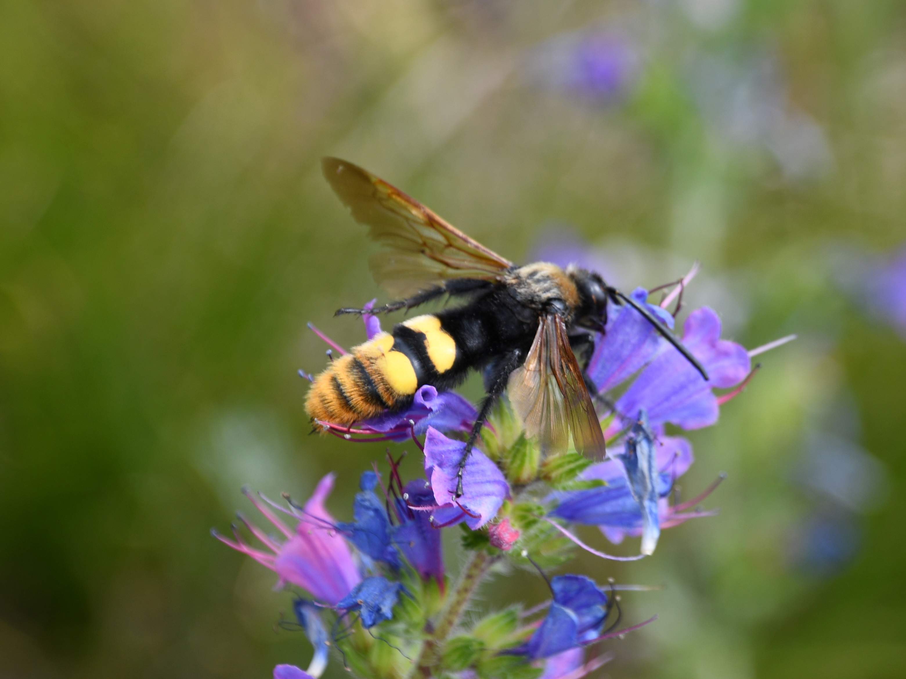 Braunsberg - 14062026 - (212b) - - Megascolia maculata - Rotstirnige Dolchwespe.JPG