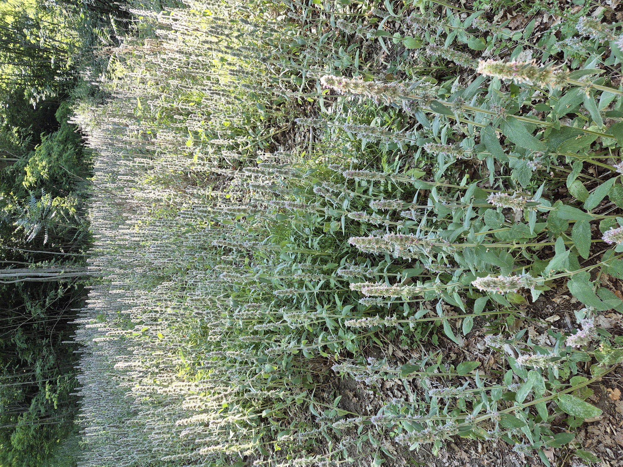 20260621_084500.jpg