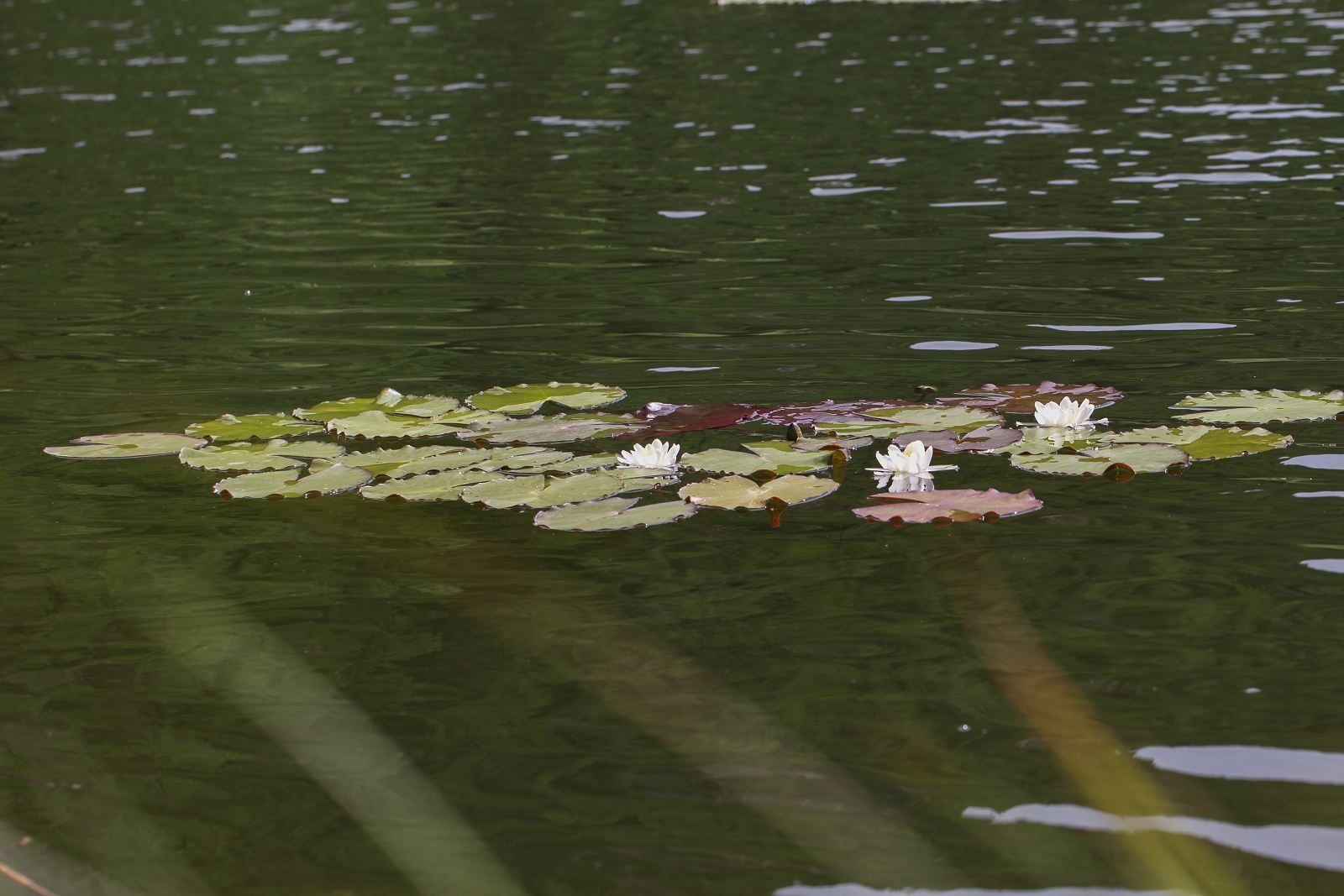 Nymphaea1_(1600_x_1200).jpg