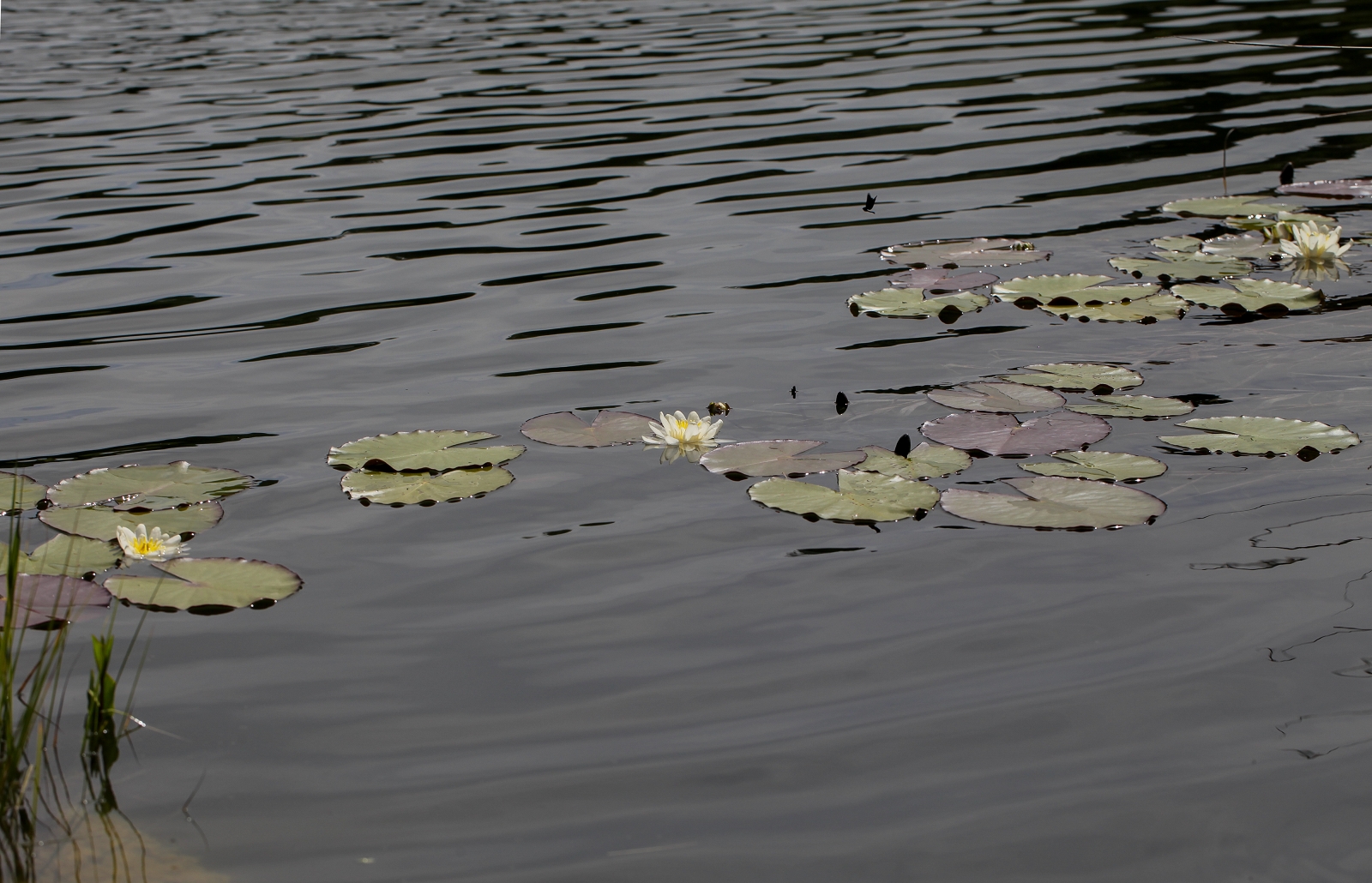 Nymphaea2_(1600_x_1200).jpg