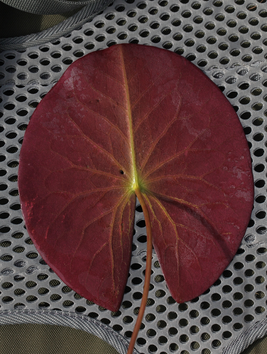 Nymphaea3_(1600_x_1200).jpg