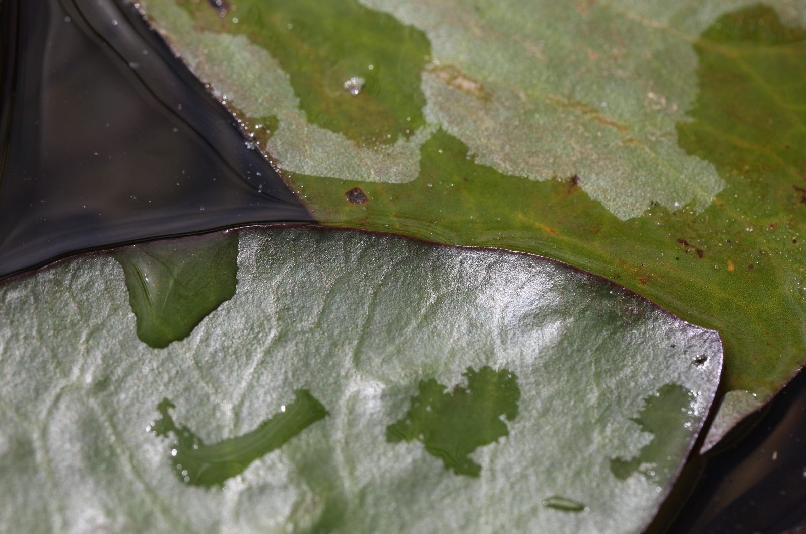 Nymphaea6_(1600_x_1200).jpg