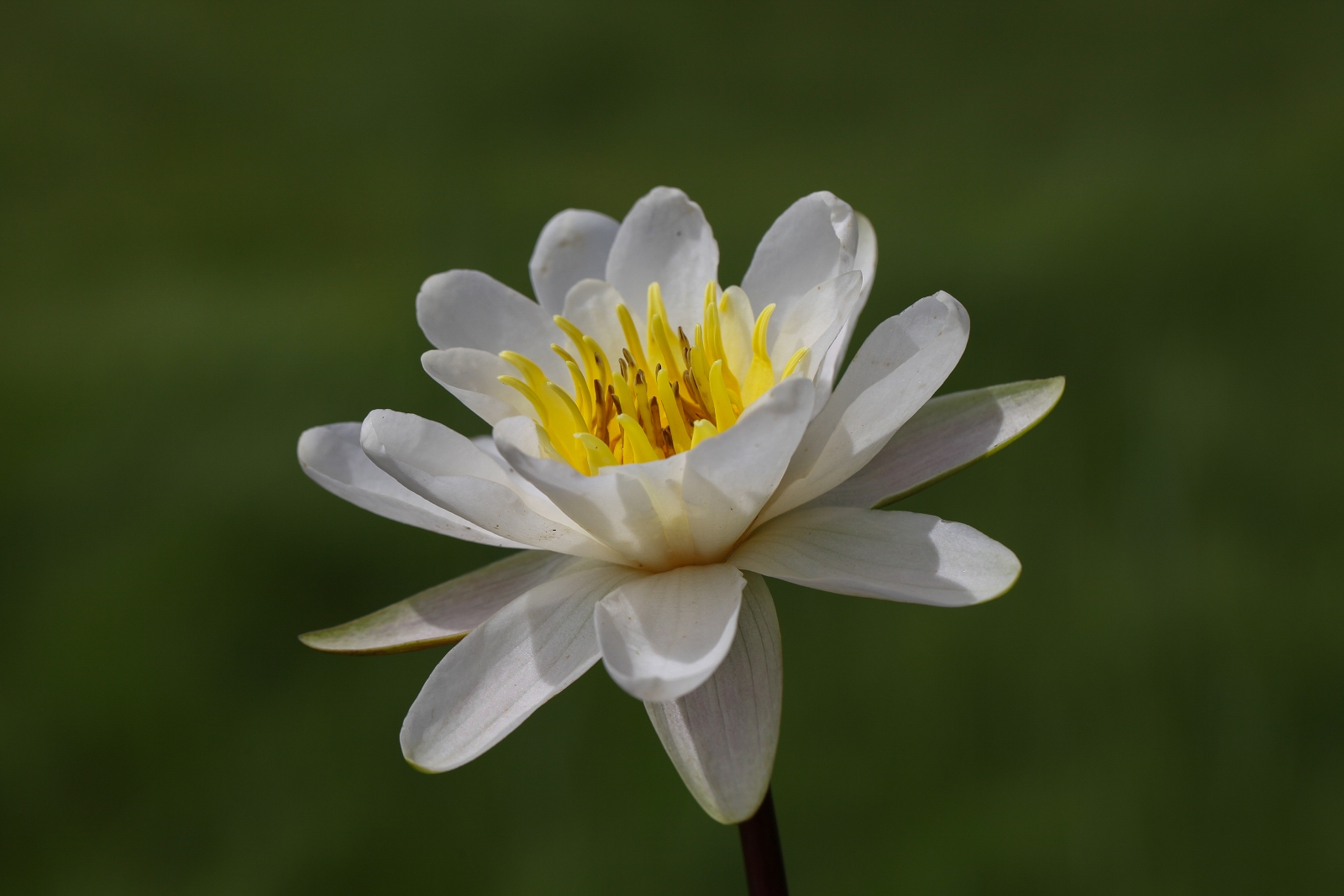 Nymphaea7_(1600_x_1200).jpg