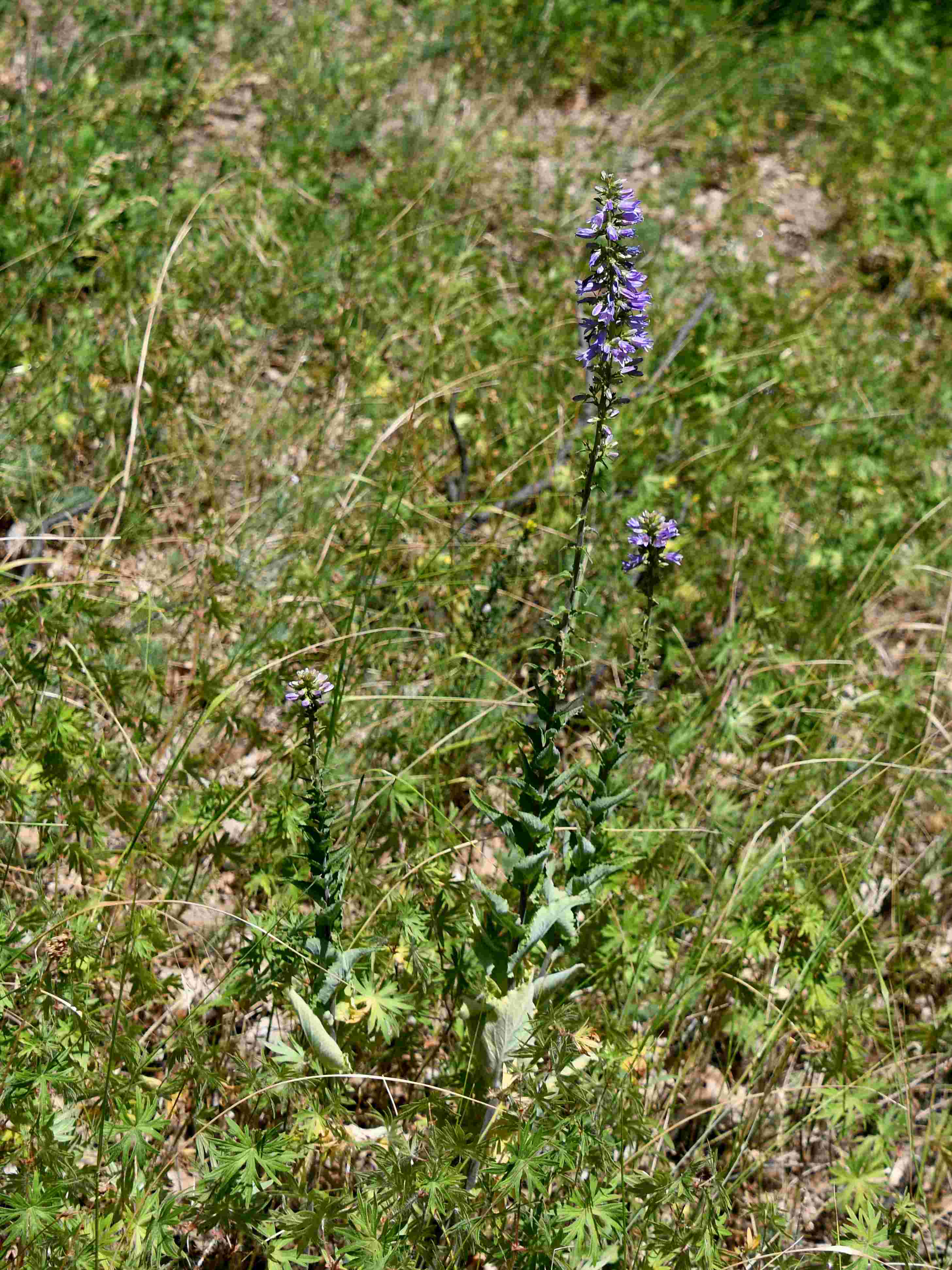 Purbach - 23062026 - (216) - Campanula bononiensis - Filz-Glockenblume - 3 Stk.JPG