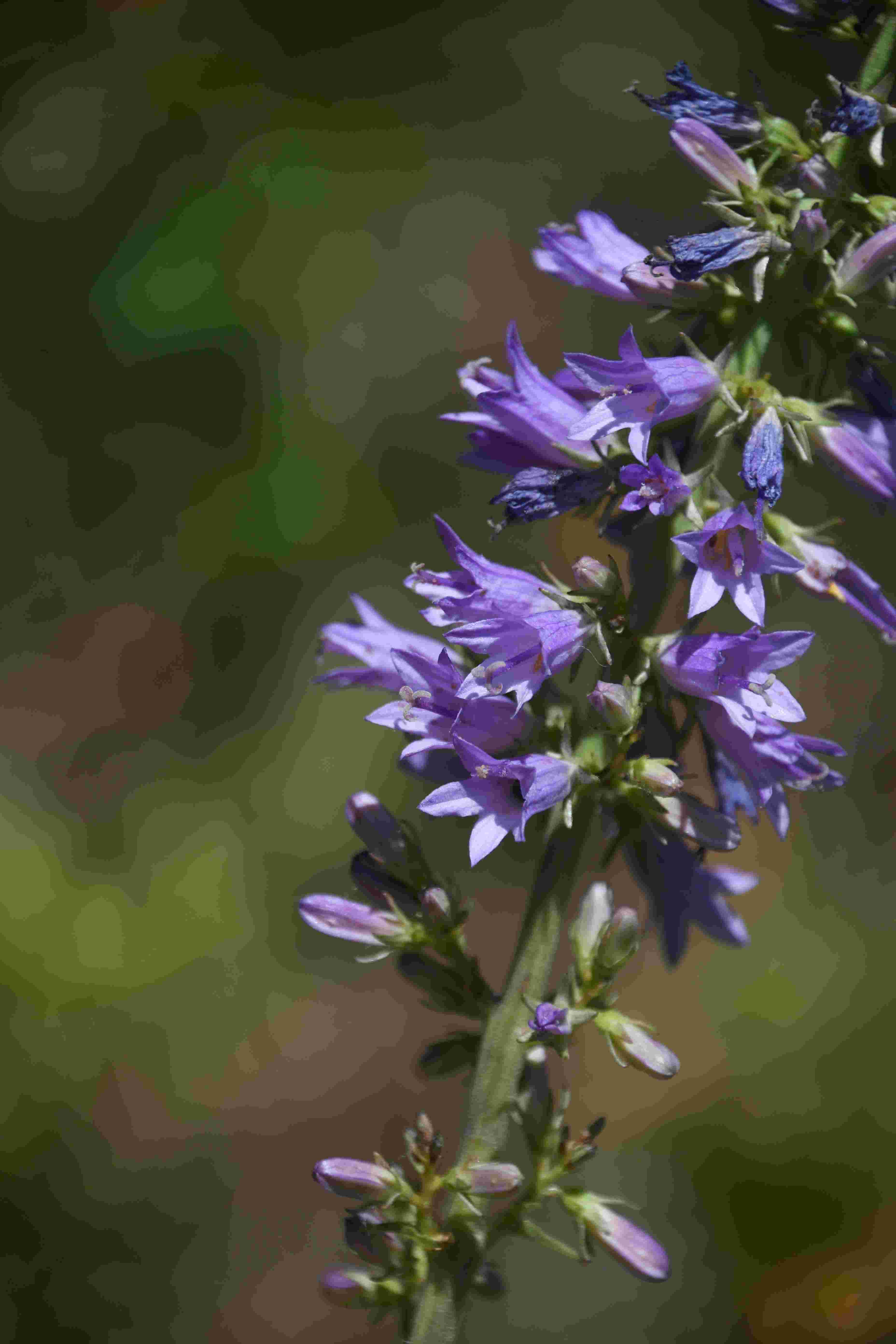 Purbach - 23062026 - (217) - Campanula bononiensis - Filz-Glockenblume - 3 Stk.JPG