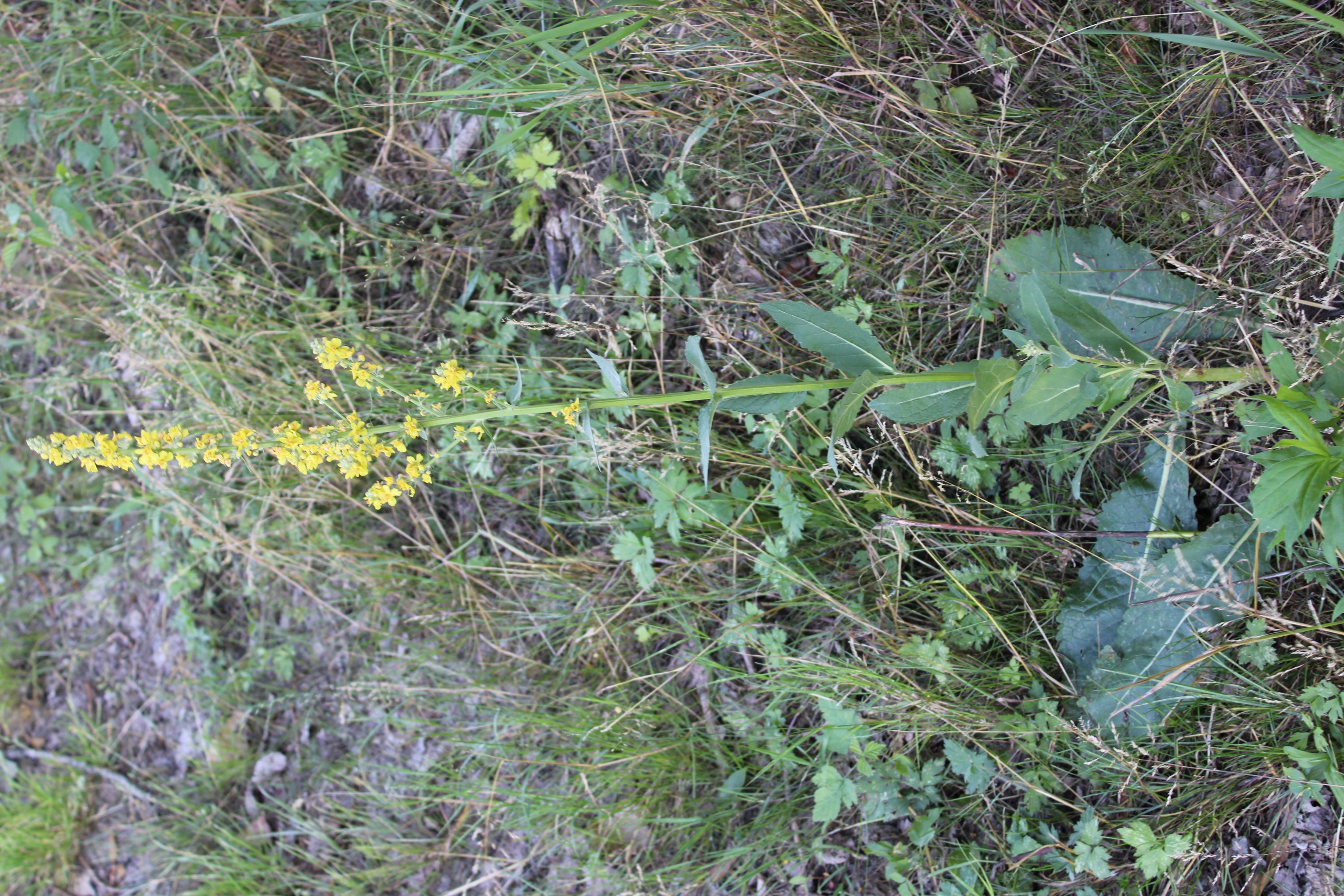 IMG_7444.JPG