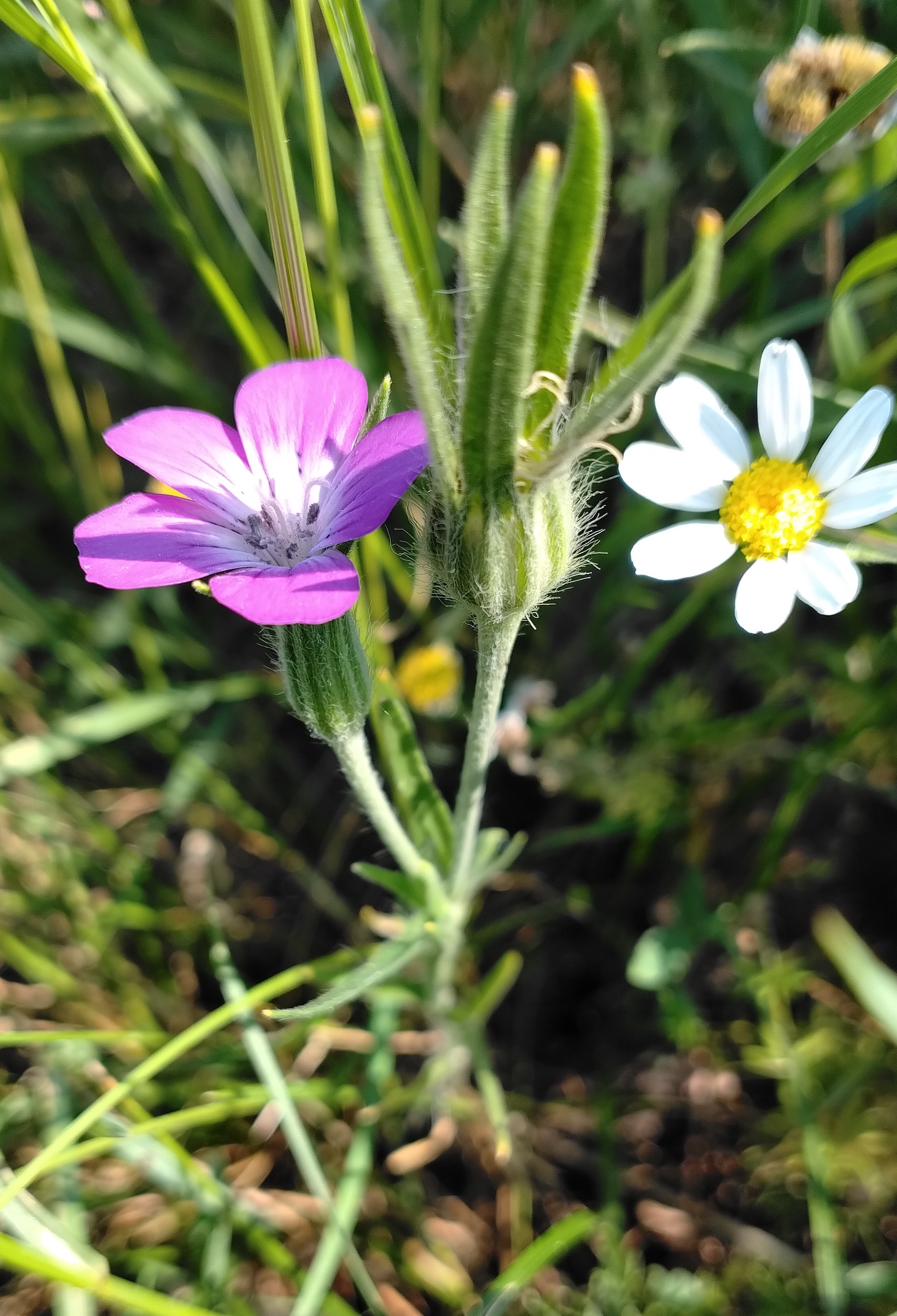 agrostemma githago um bhf parndorf ort_20260626_101036.jpg