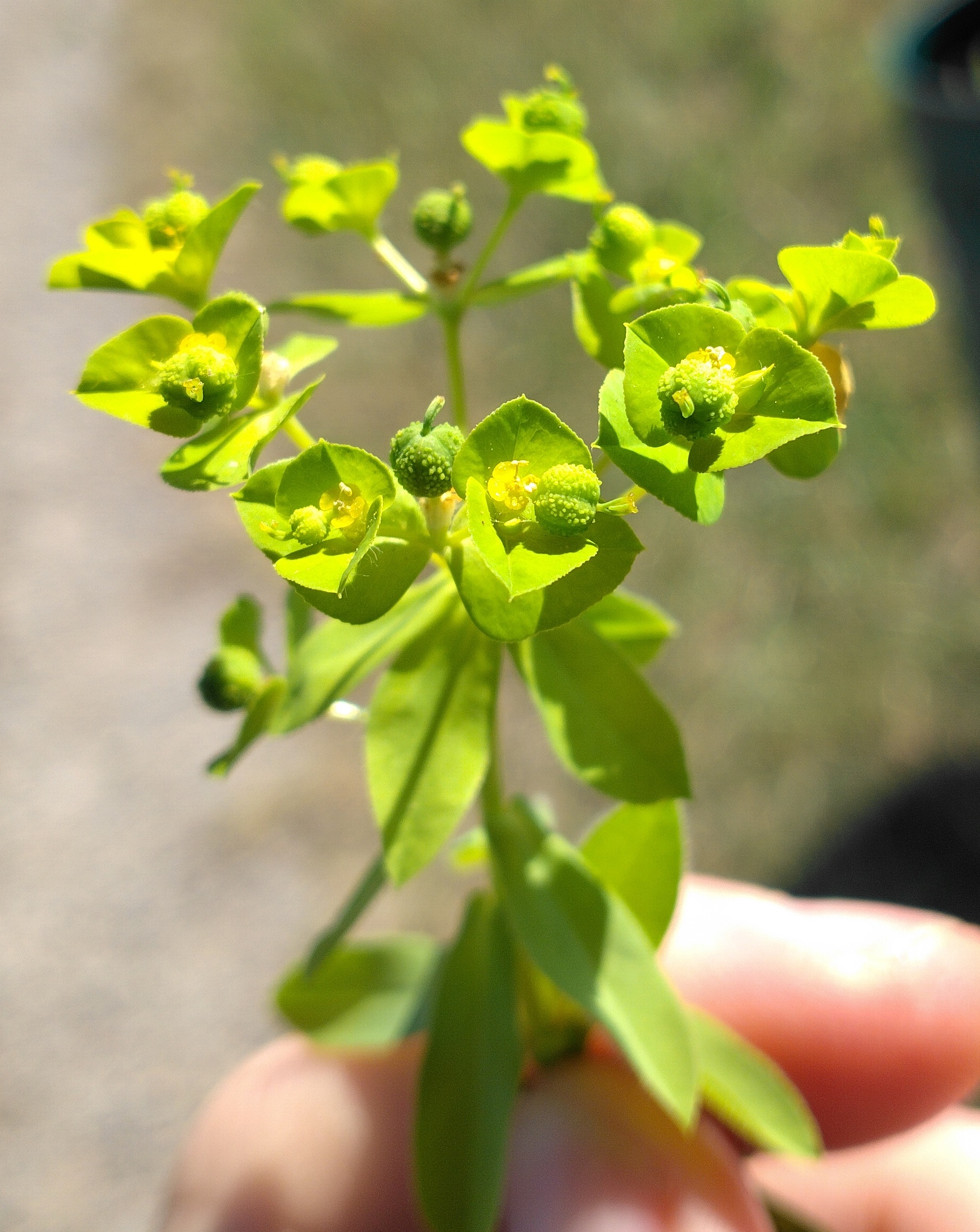 euphorbia platyphyllos subsp. platyphyllos um bhf parndorf ort_20260626_093021.jpg