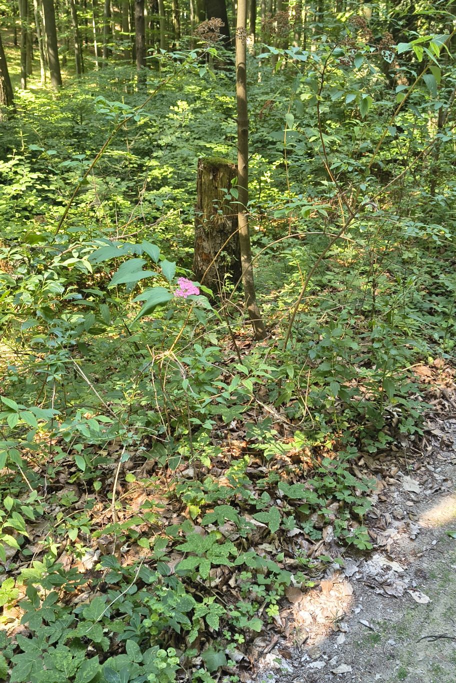 IMG_20260627_154327492_HDR (3).jpeg