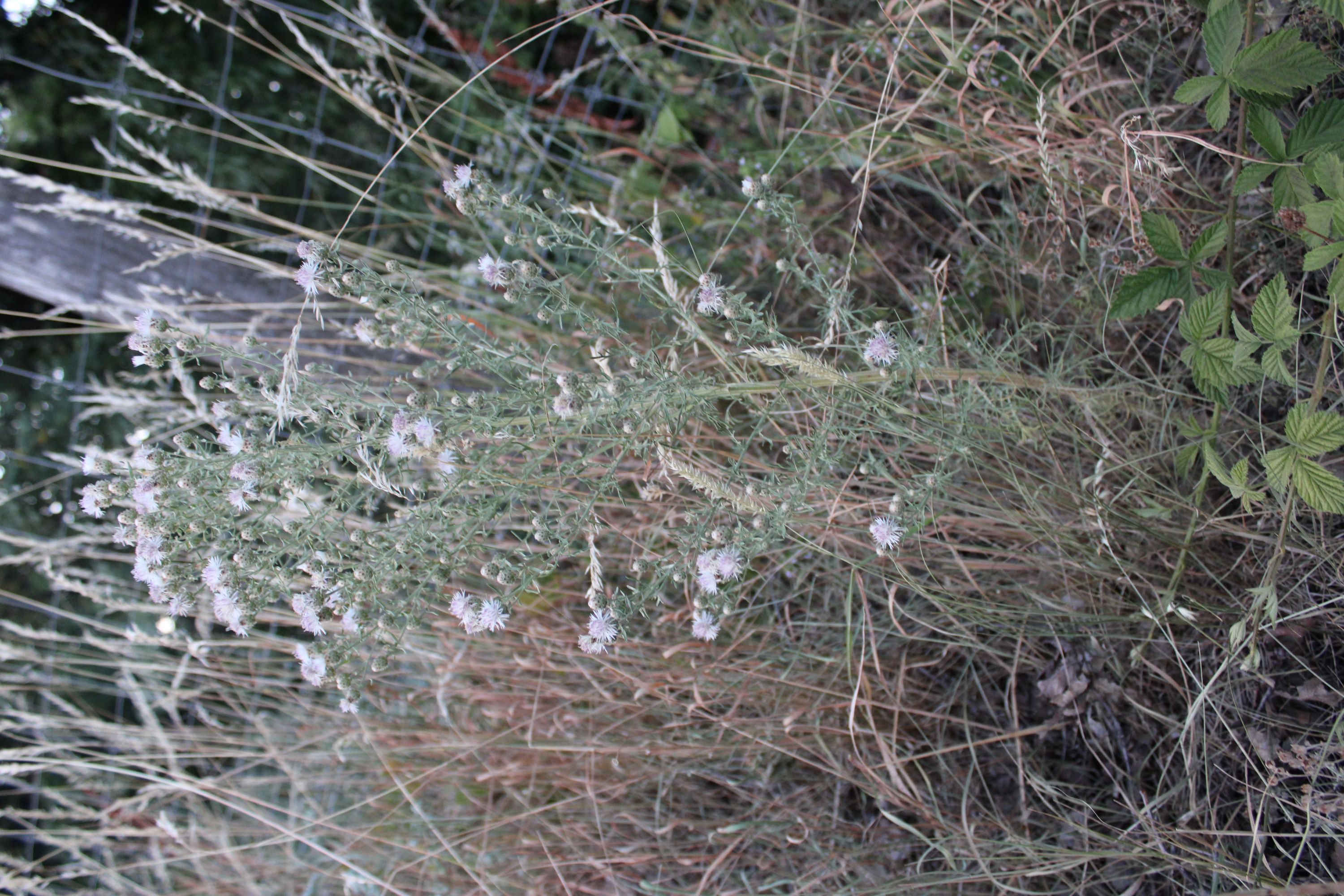 IMG_7669.JPG