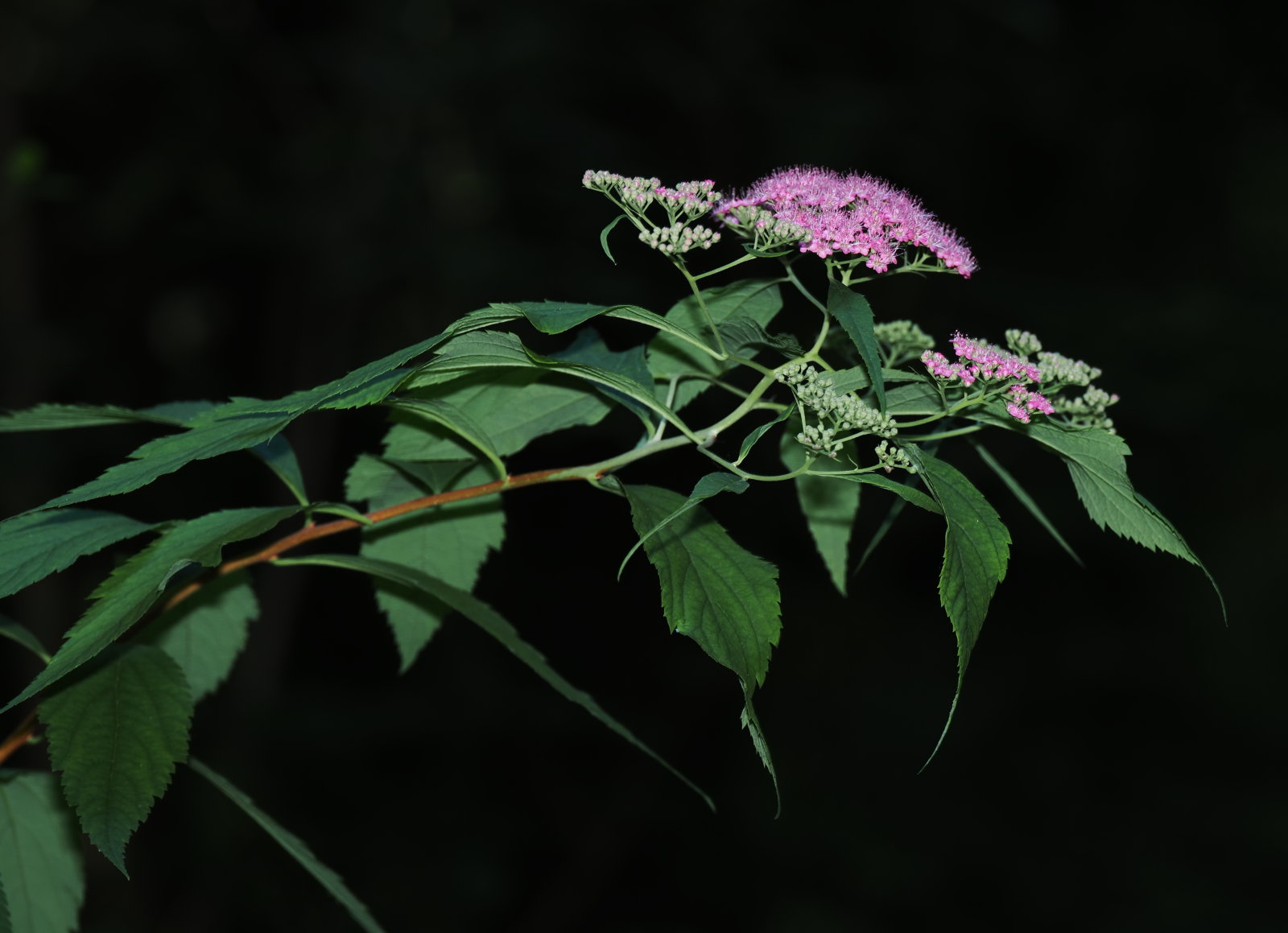 20260627_P6271618_1572_Spiraea_japonica_klein.jpg