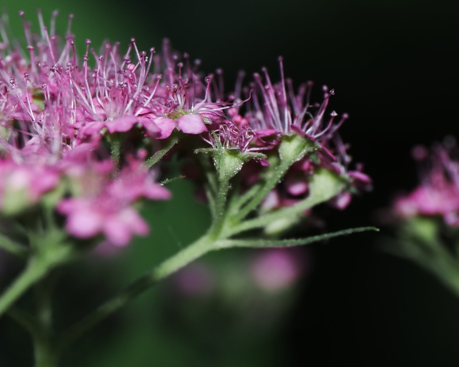 20260627_P6271600_1554_Spiraea_japonica_klein.jpg