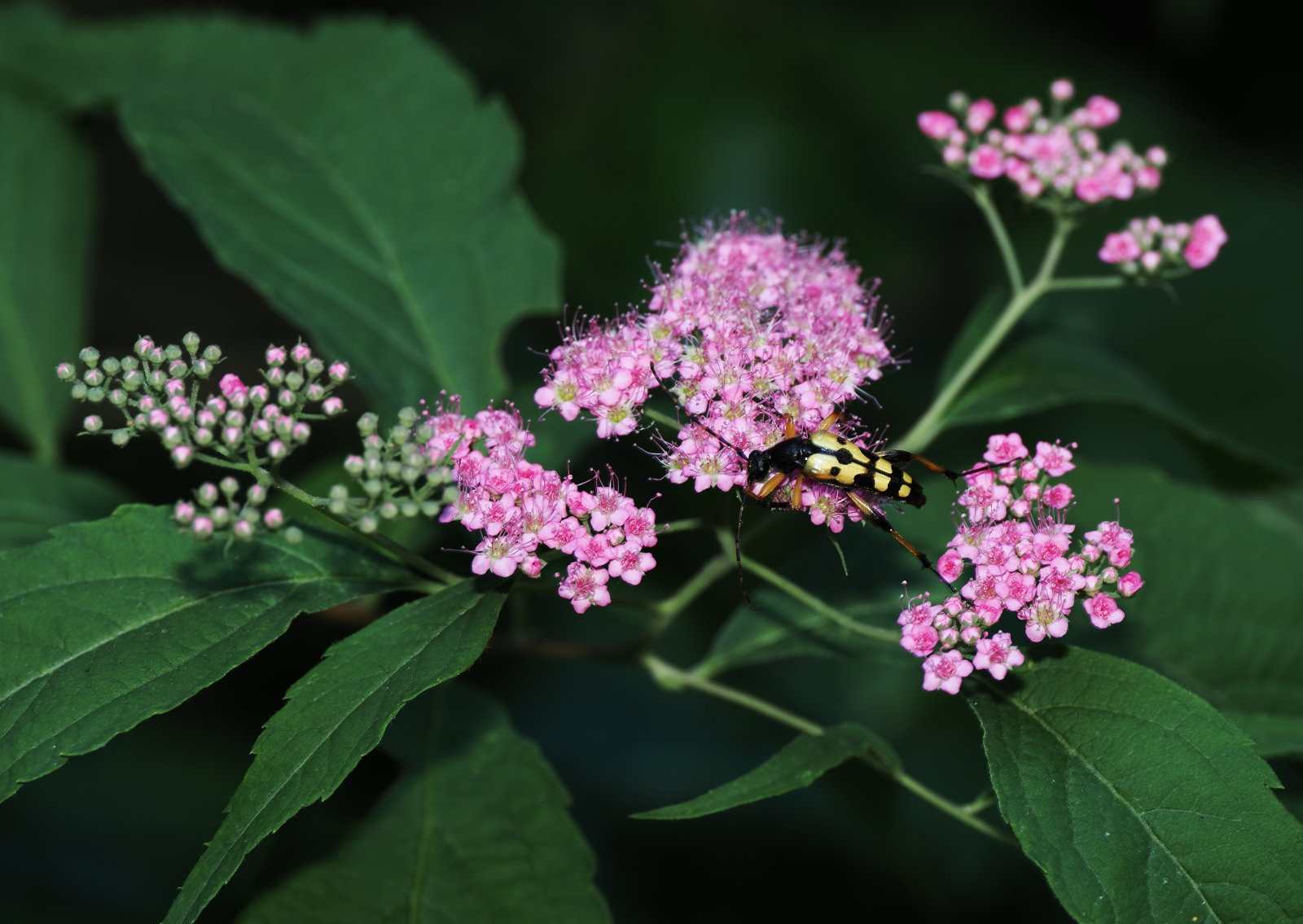 20260627_P6271595_1549_Spiraea_japonica_klein.jpg