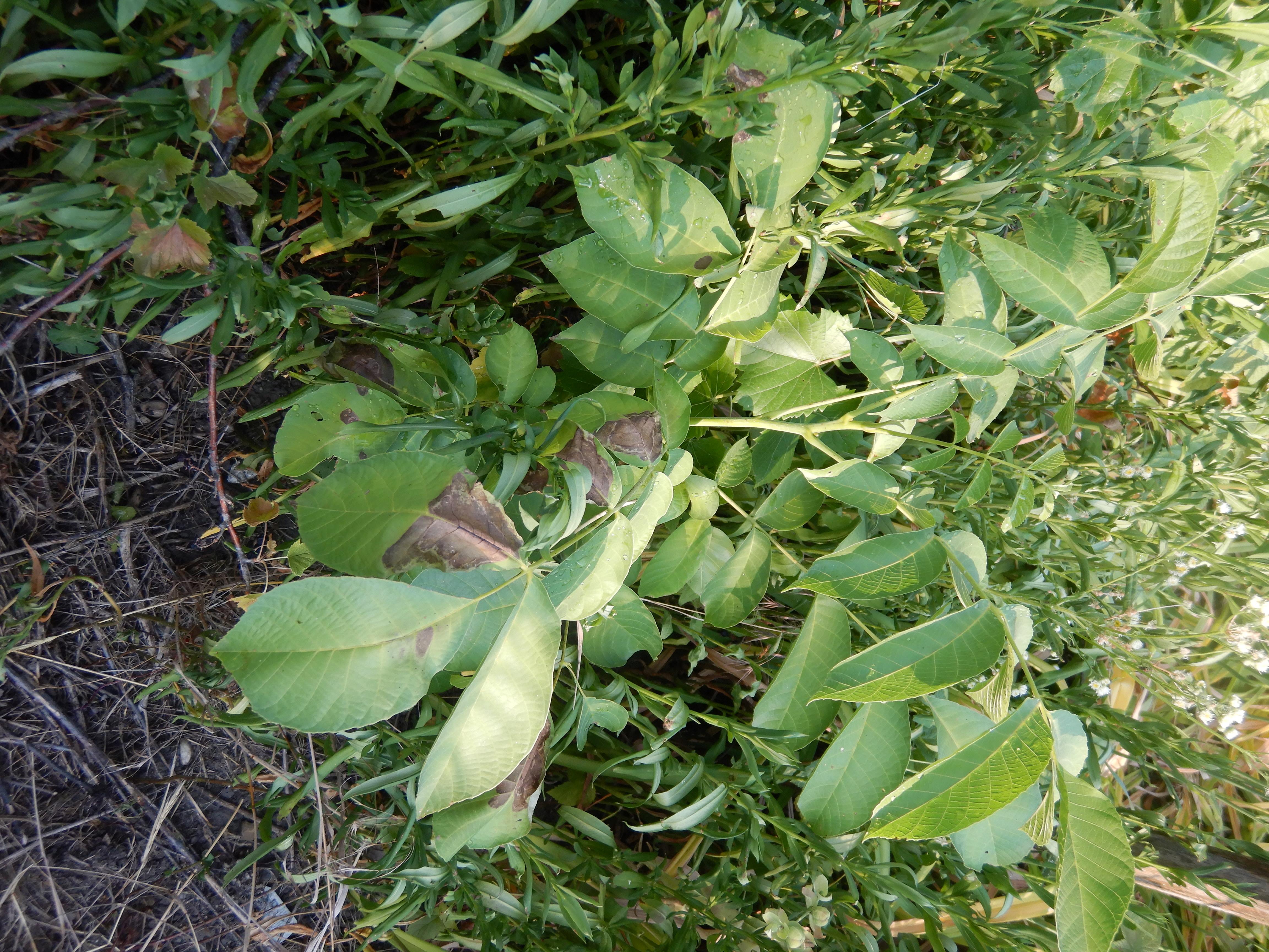 DSCN7577 hitzebrand juglans regia prellenkirchen-mitte 2026-06-29.jpg