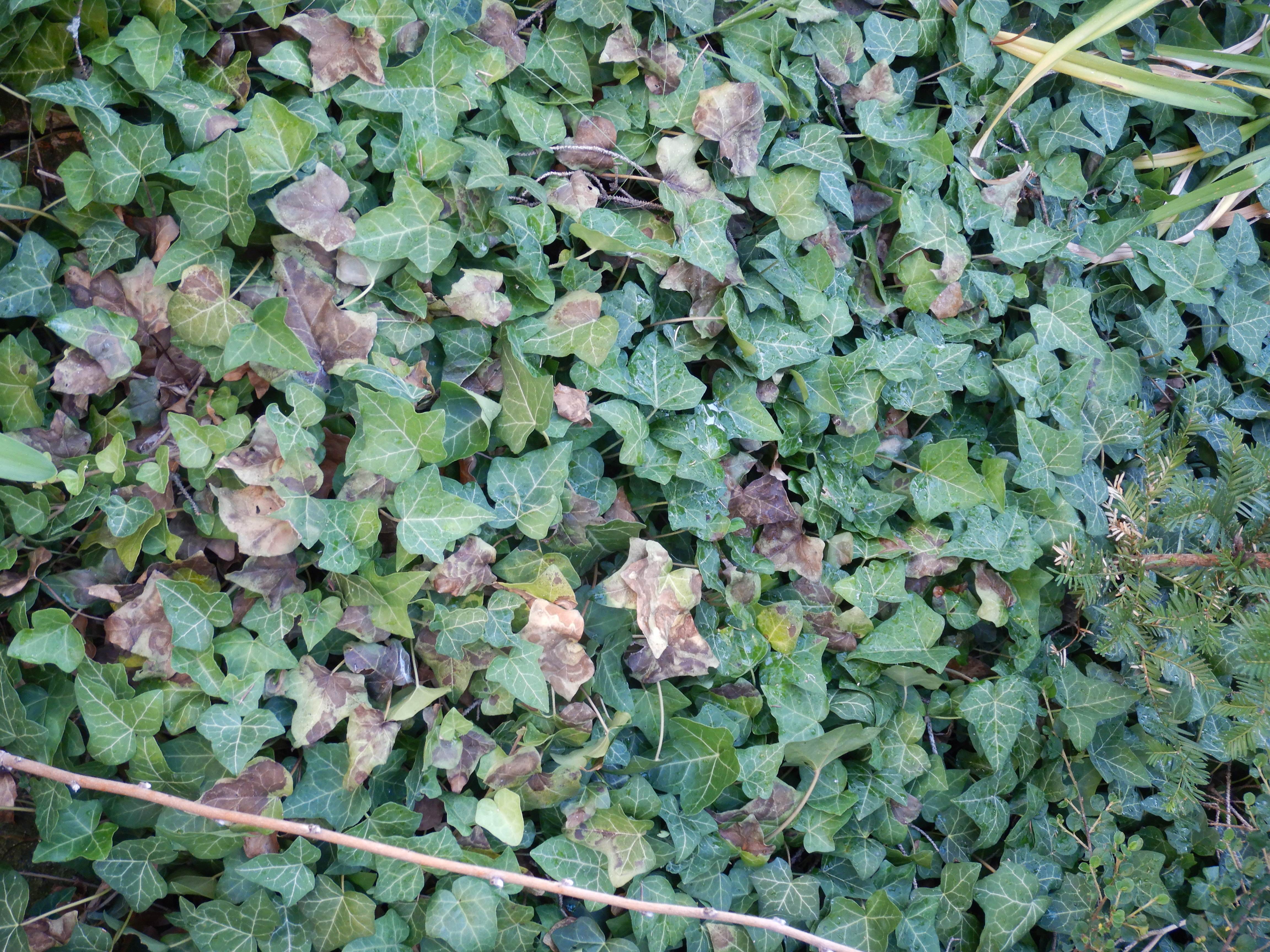 DSCN7579 hitzebrand hedera helix prellenkirchen-mitte 2026-06-29.jpg