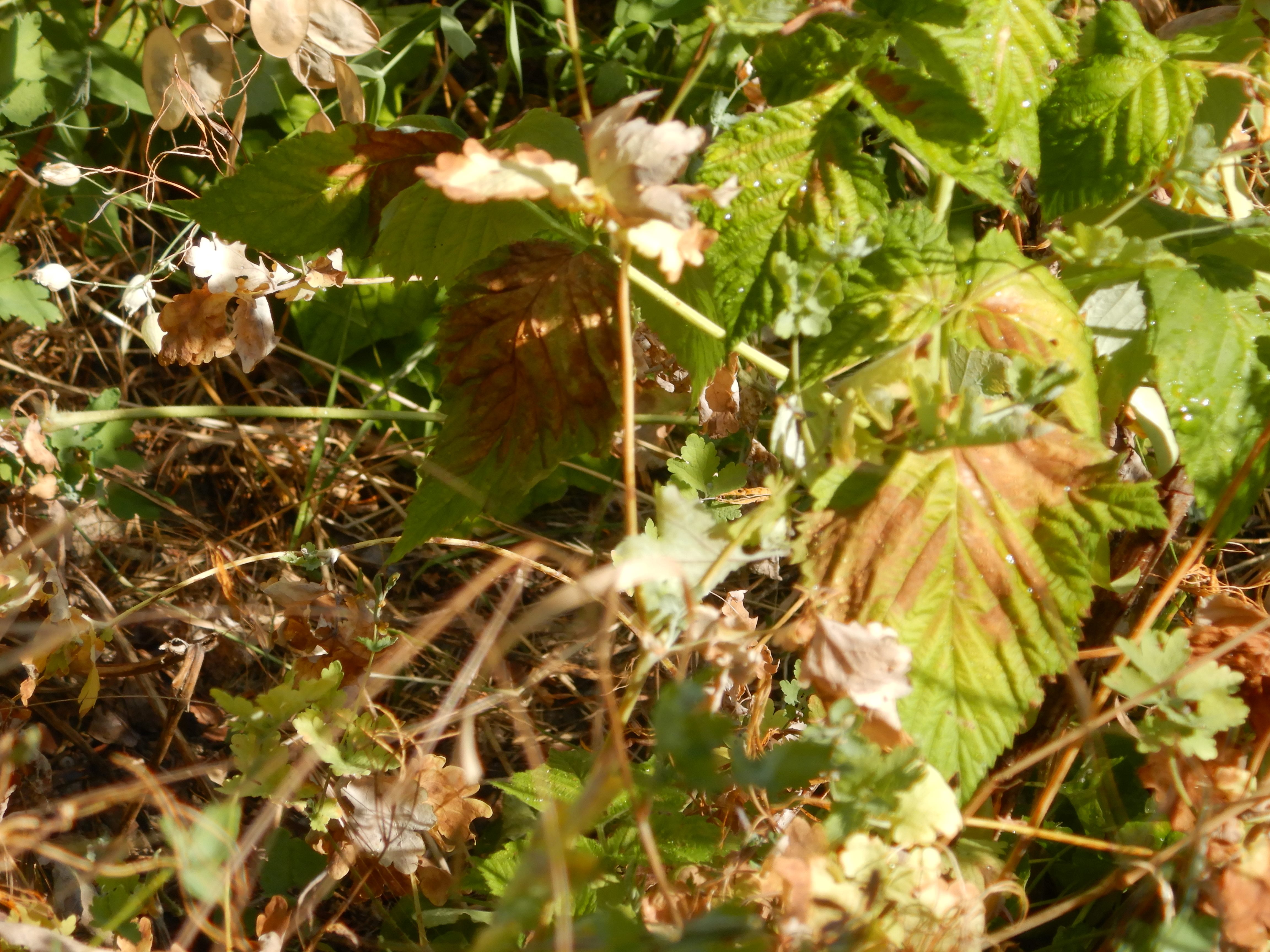 DSCN7611 hitzebrand rubus idaeus cult. breitenbrunn 2026-06-29.jpg