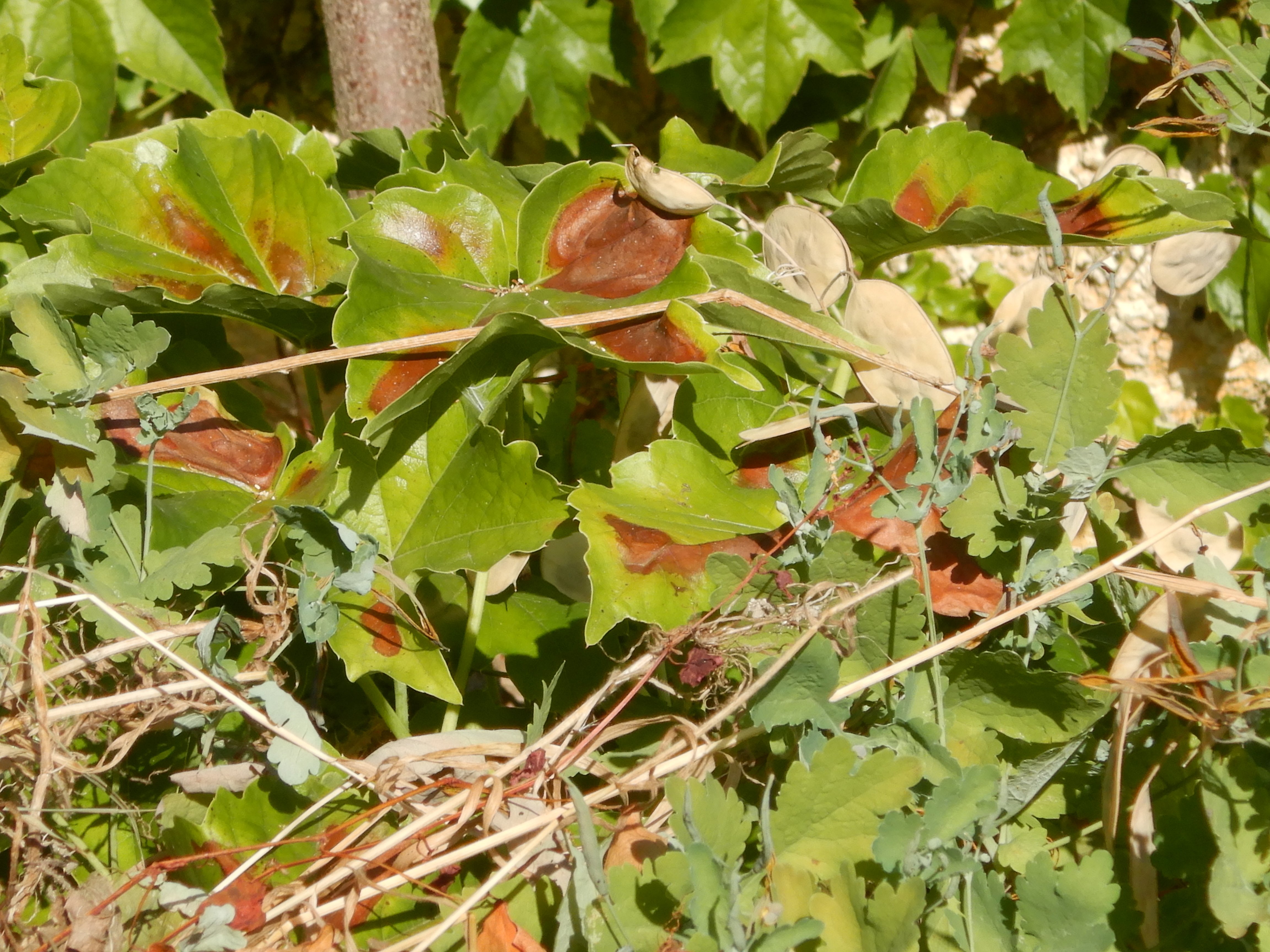 DSCN7615 hitzebrand parthenocissus tricuspidata breitenbrunn 2026-06-29.jpg