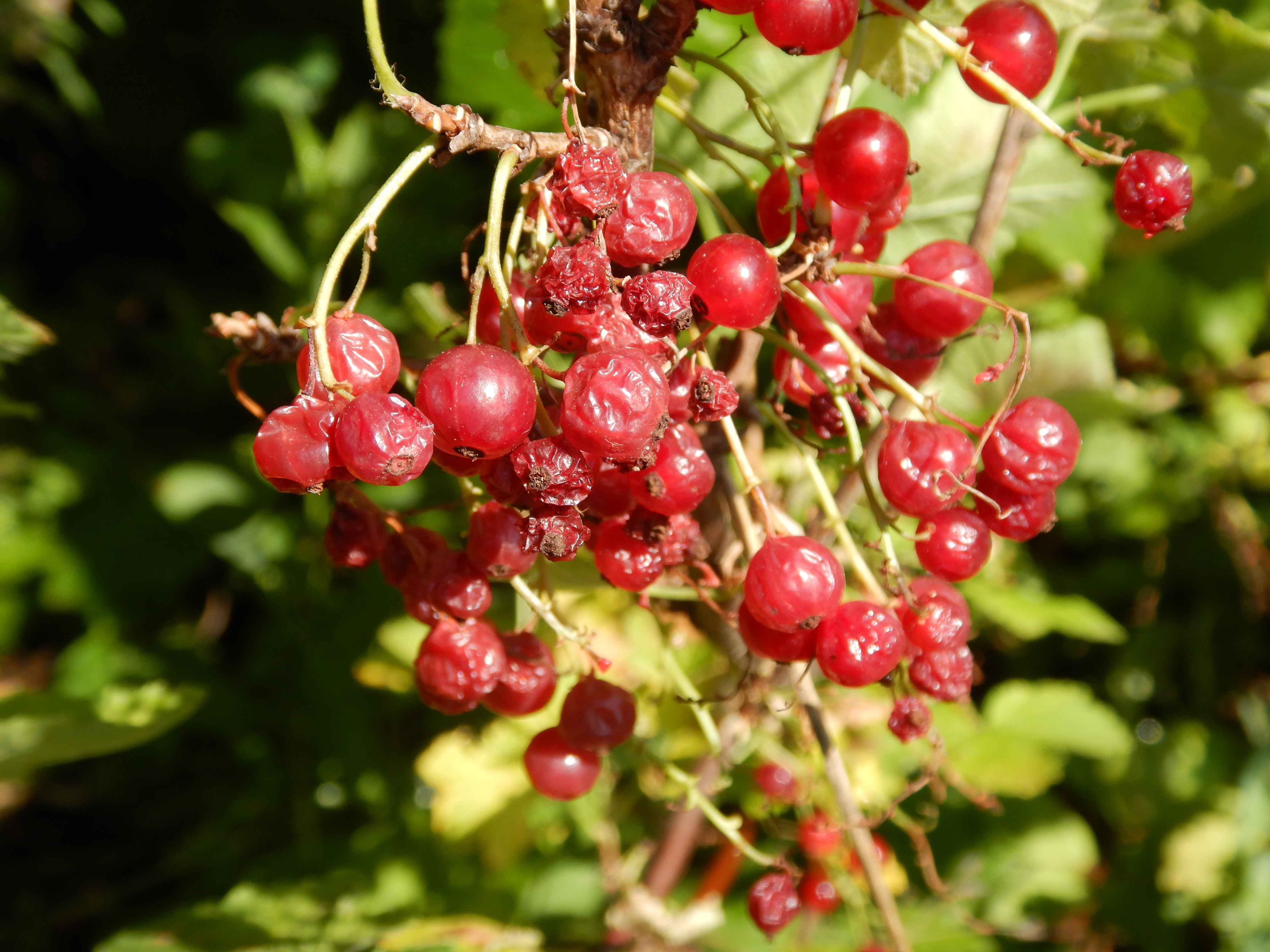 DSCN7660 hitzebrand ribes rubra prellenkirchen-mitte 2026-06-30.jpg
