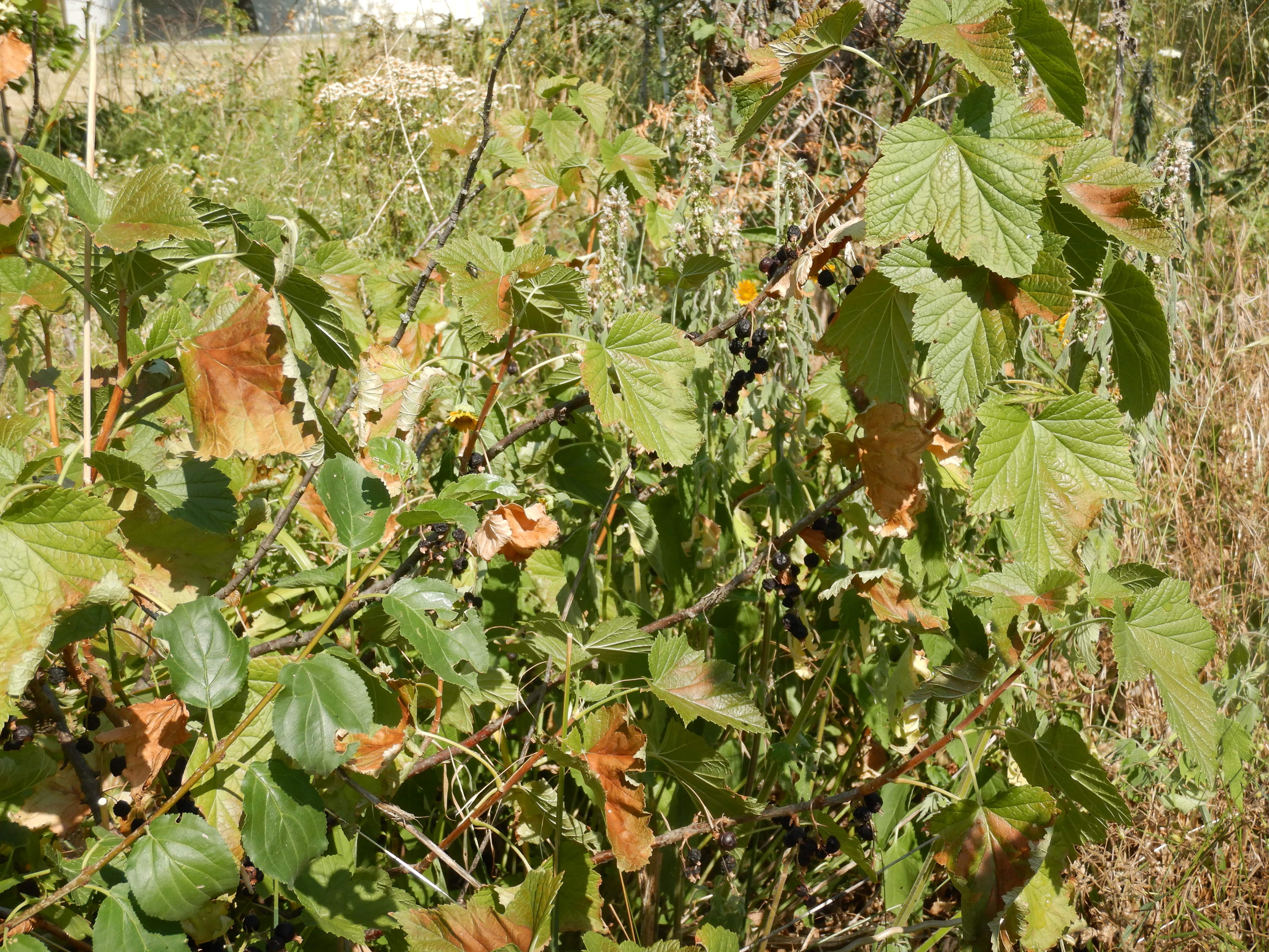 DSCN7665 hitzebrand ribes nigrum prellenkirchen-mitte 2026-06-30.jpg
