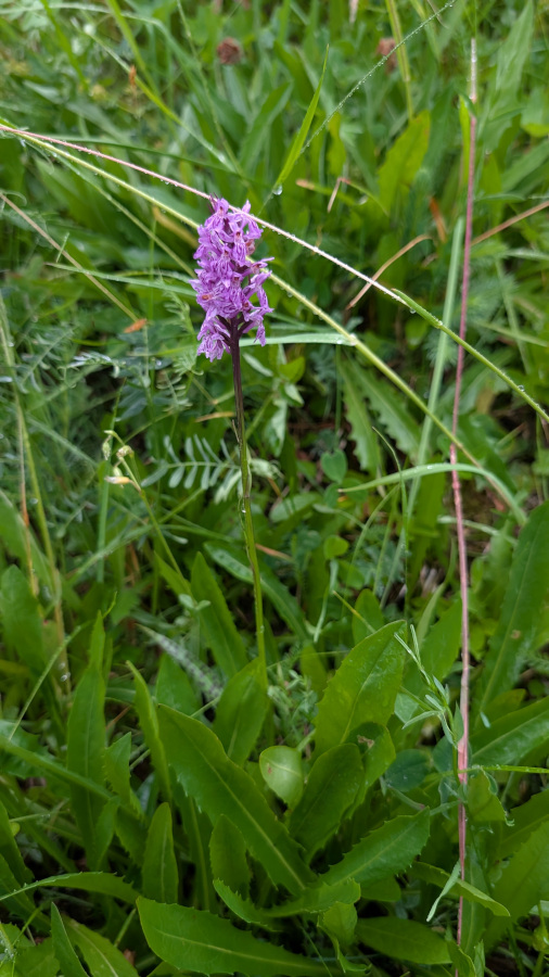 orchidee.jpg