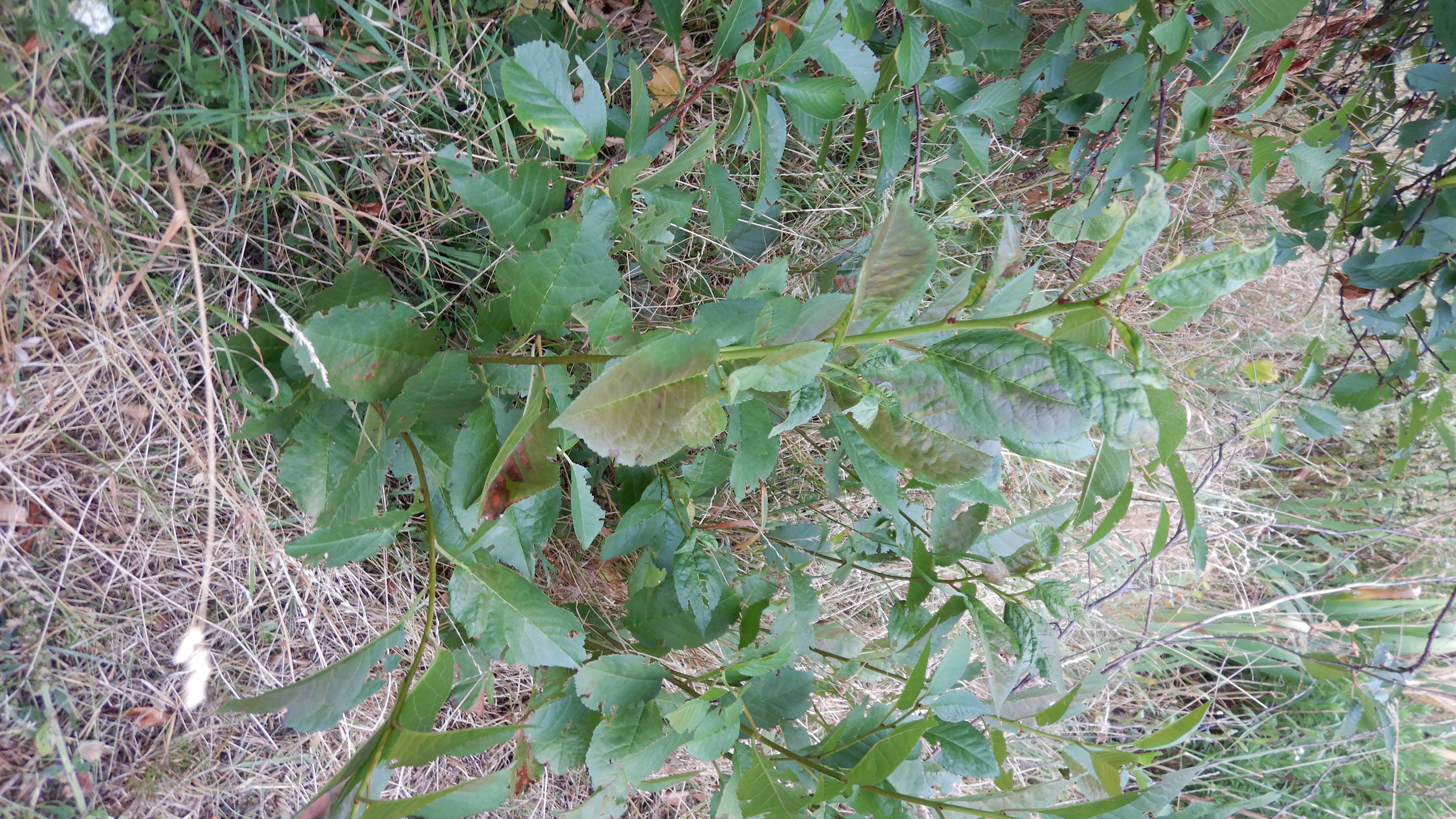 DSCN7665 hitzebrand prunus cerasus prellenkirchen-mitte 2026-07-02.jpg