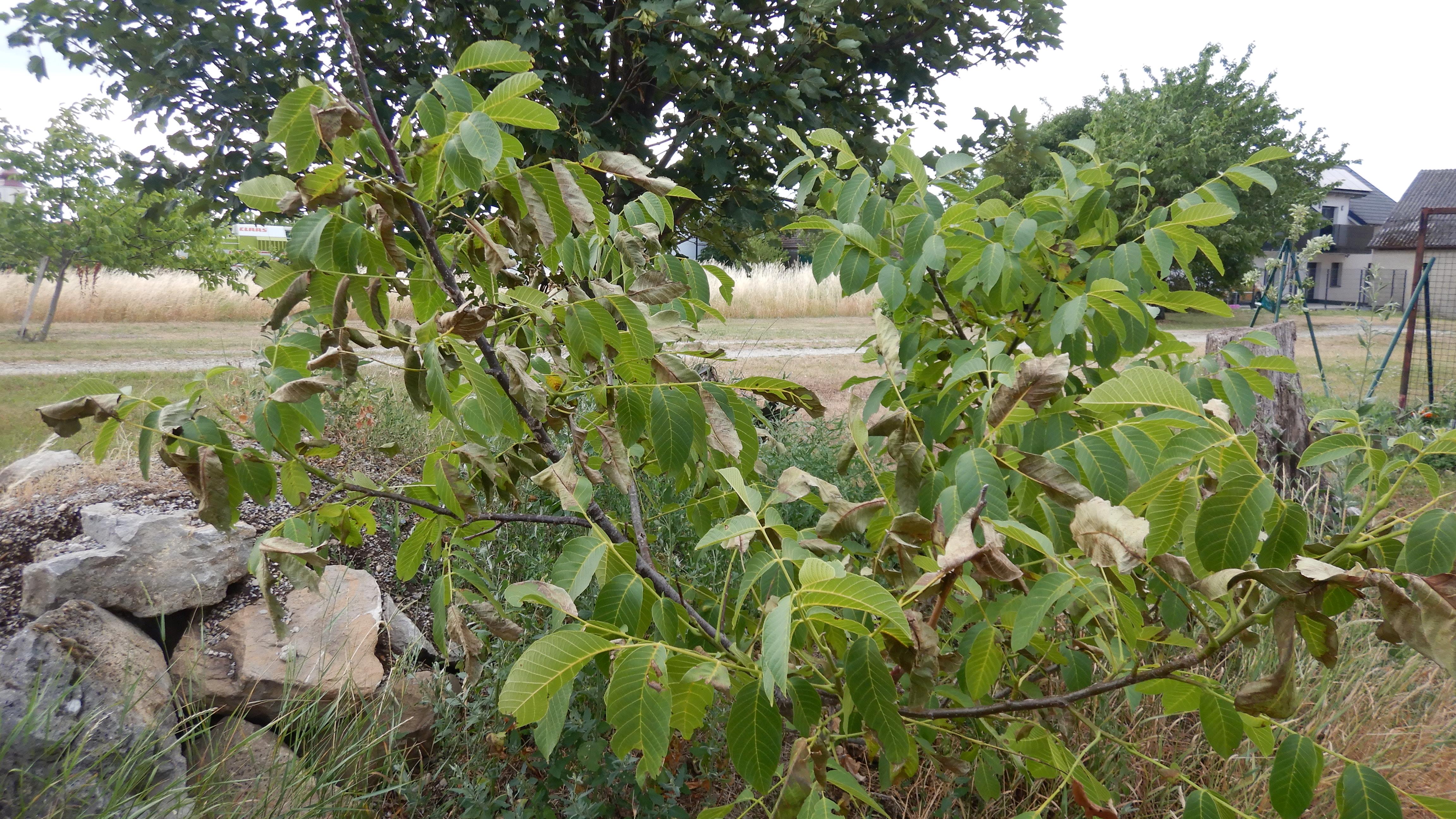 DSCN7790 hitzebrand juglans regia prellenkirchen-mitte 2026-07-02.jpg