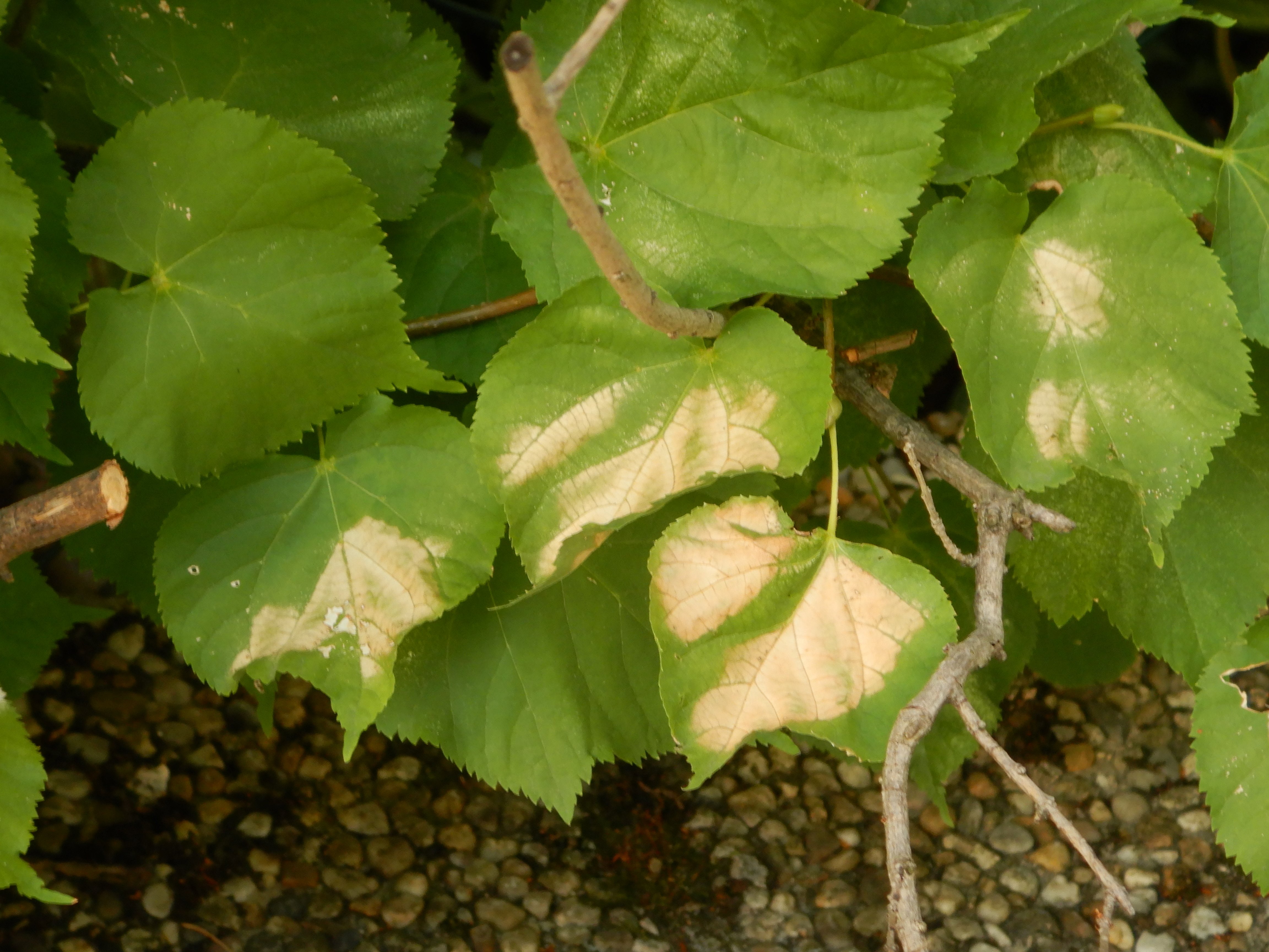 DSCN7826 hitzebrand tilia cf. platyphyllos wien-stadlau 2026-07-02.jpg