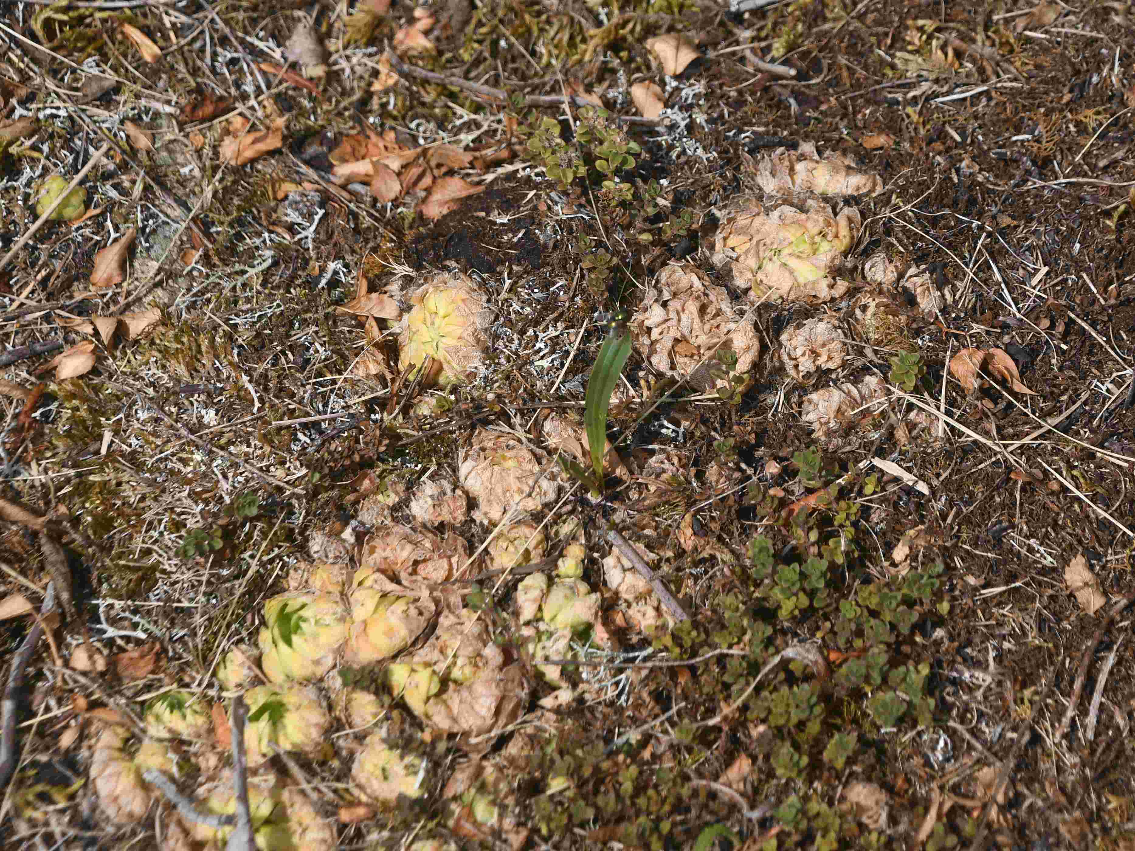 Retz - 02072026 - (100) -  - Jovibarba globifera - Fransenhauswurz - mit Hitzeschaden.JPG