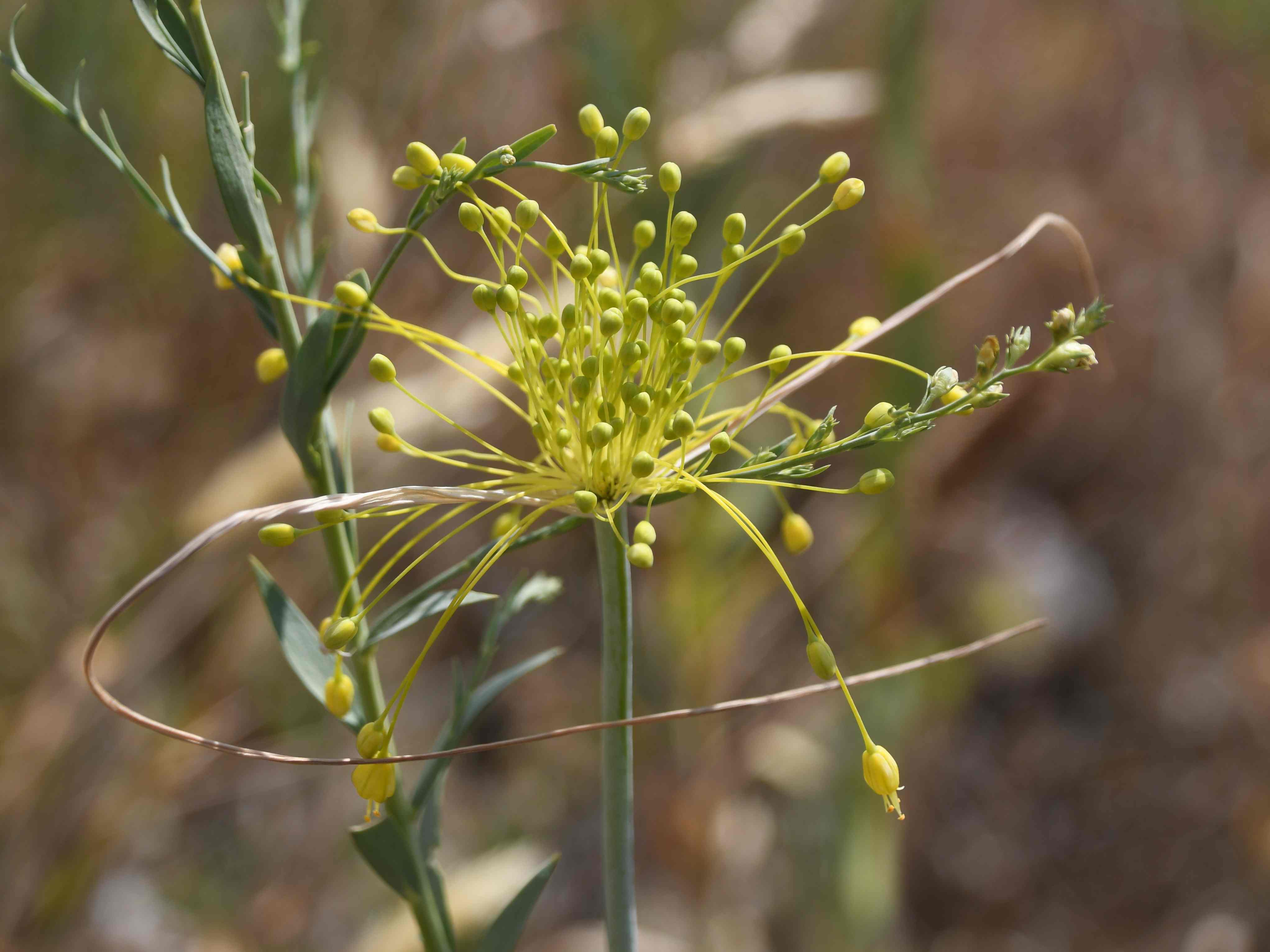Retz - 02072026 - (138) -  - Allium flavum - Gelber Lauch.JPG