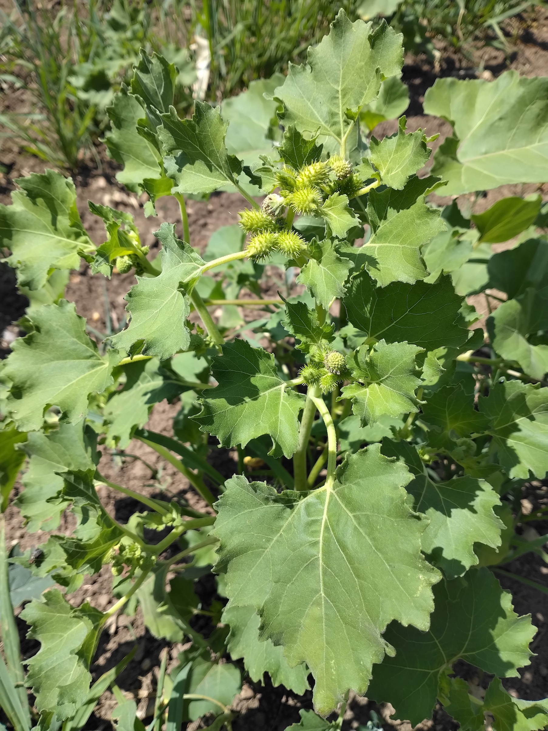 xanthium orientale s. lat. W bhf parndorf ort_20260704_114018.jpg
