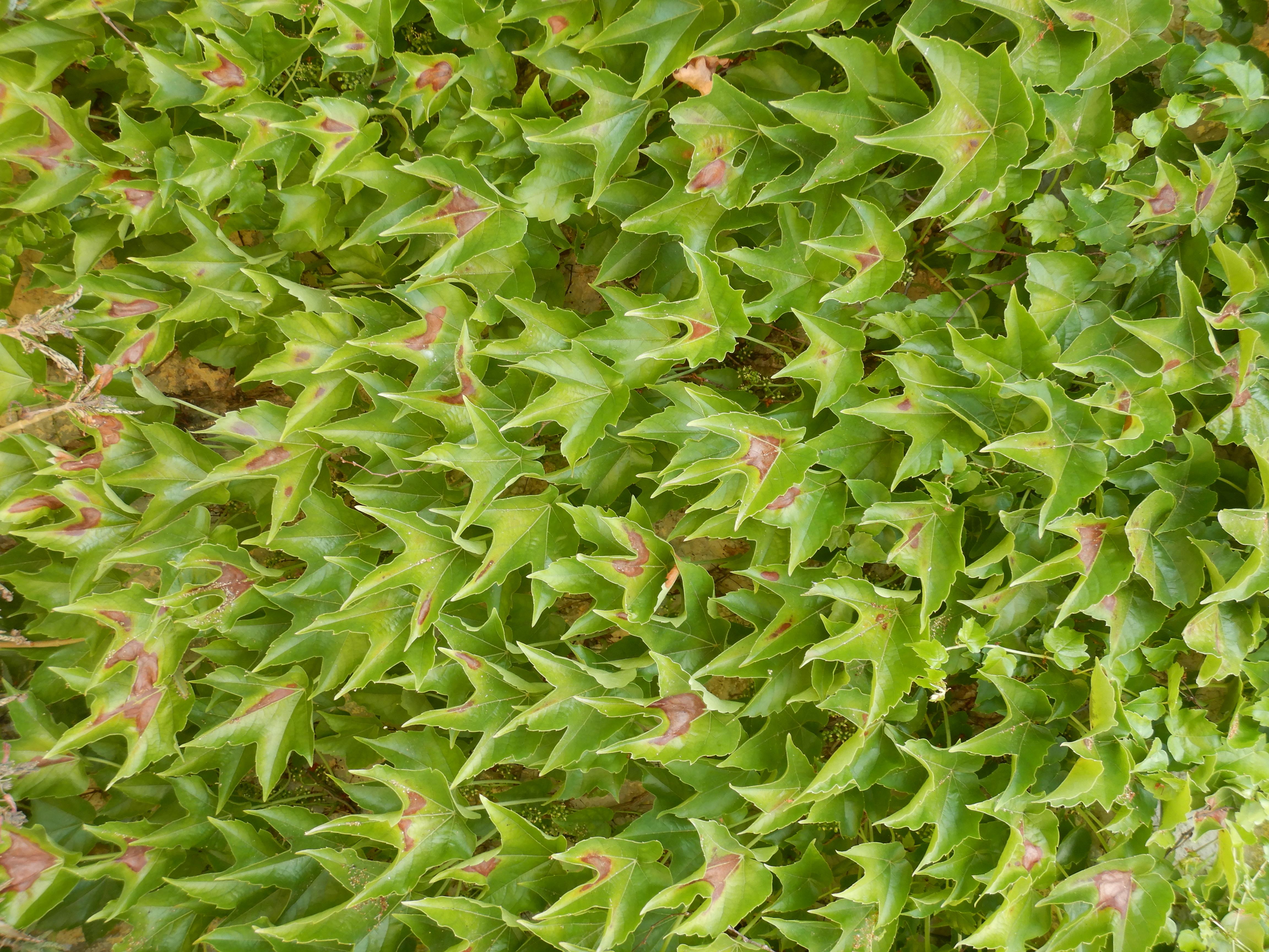 DSCN7932 hitzeschäden parthenocissus tricuspidata breitenbrunn ortsinneres.jpg