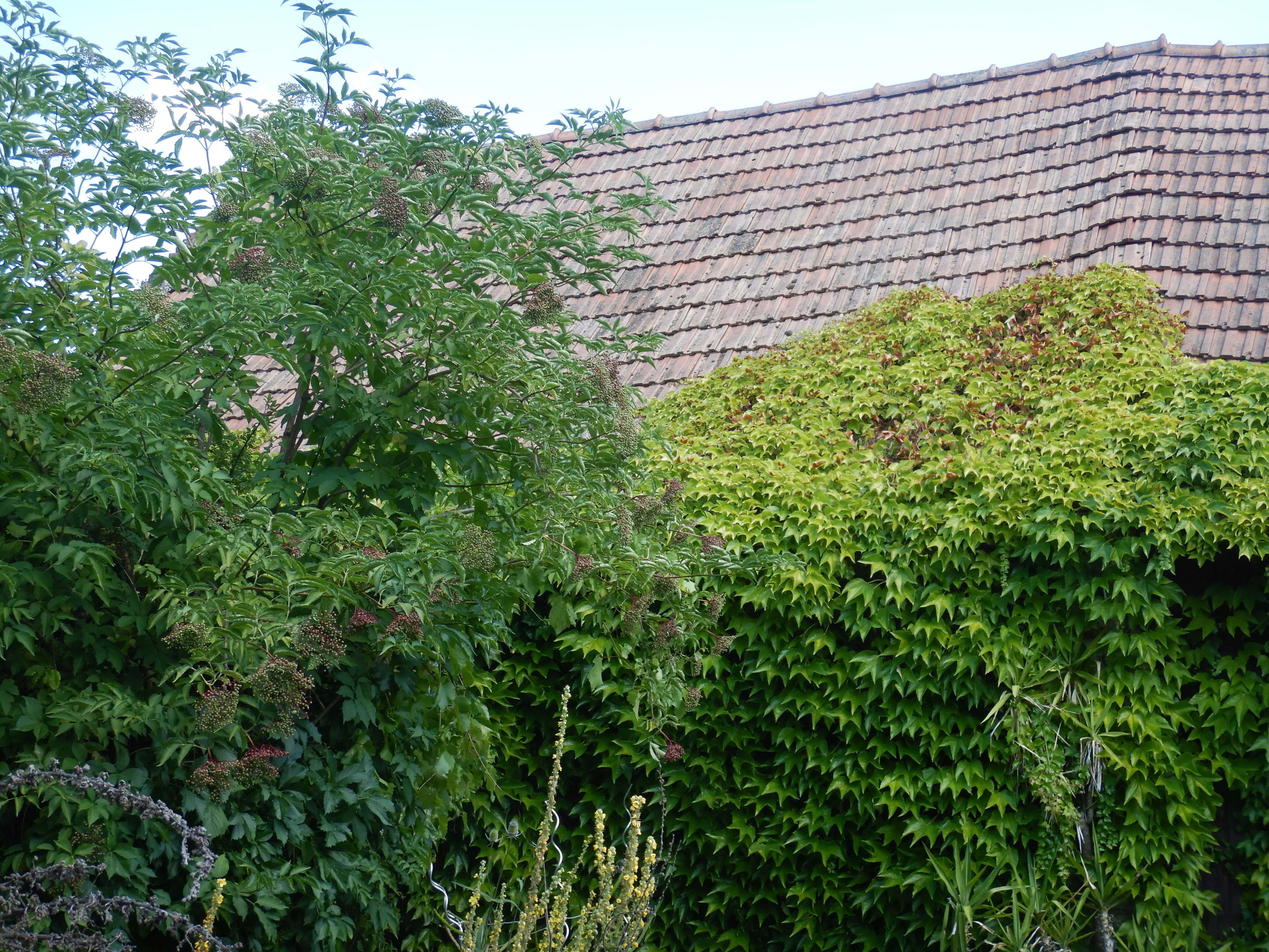 DSCN7933 hitzeschäden parthenocissus tricuspidata breitenbrunn ortsinneres.jpg