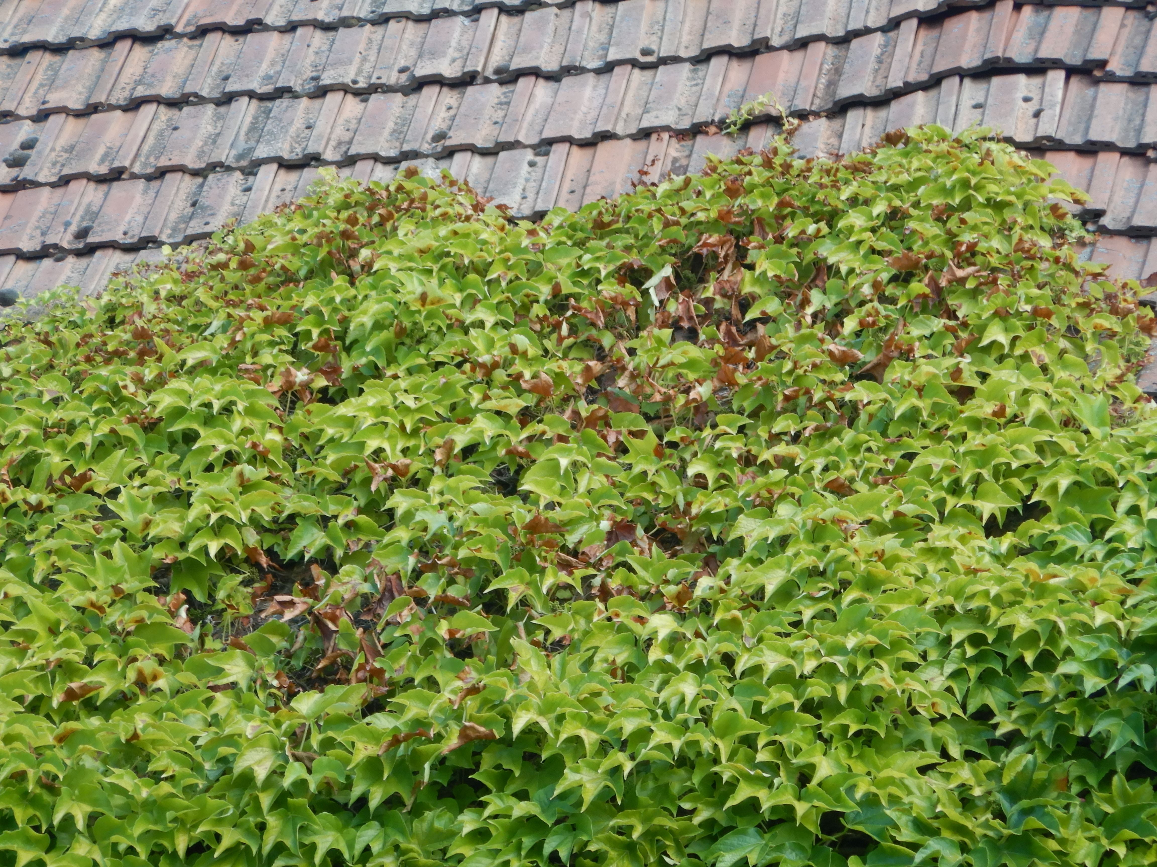 DSCN7935 hitzeschäden parthenocissus tricuspidata breitenbrunn ortsinneres.jpg