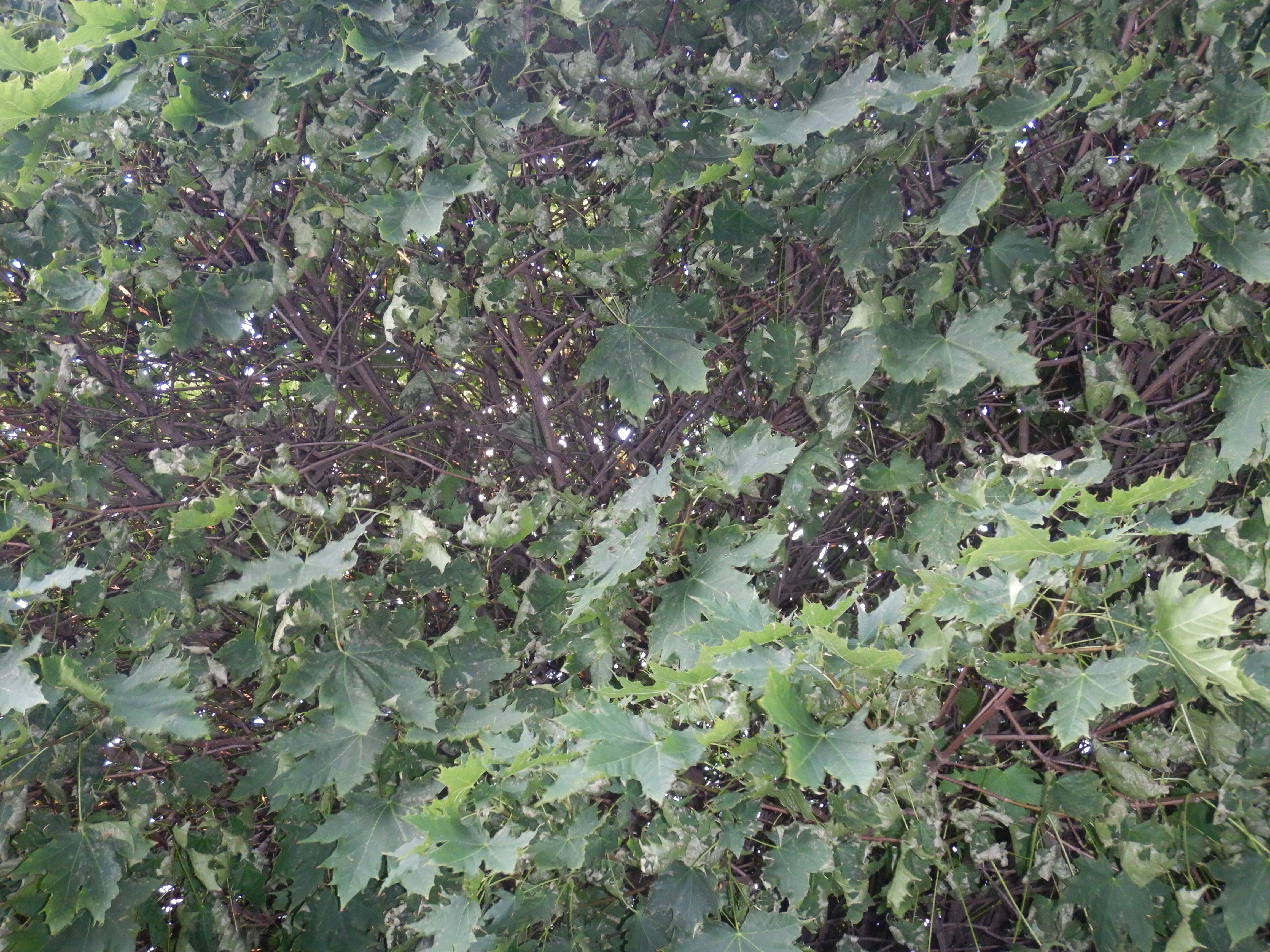 DSCN7914 hitzeschäden acer platanoides st.pölten.jpg