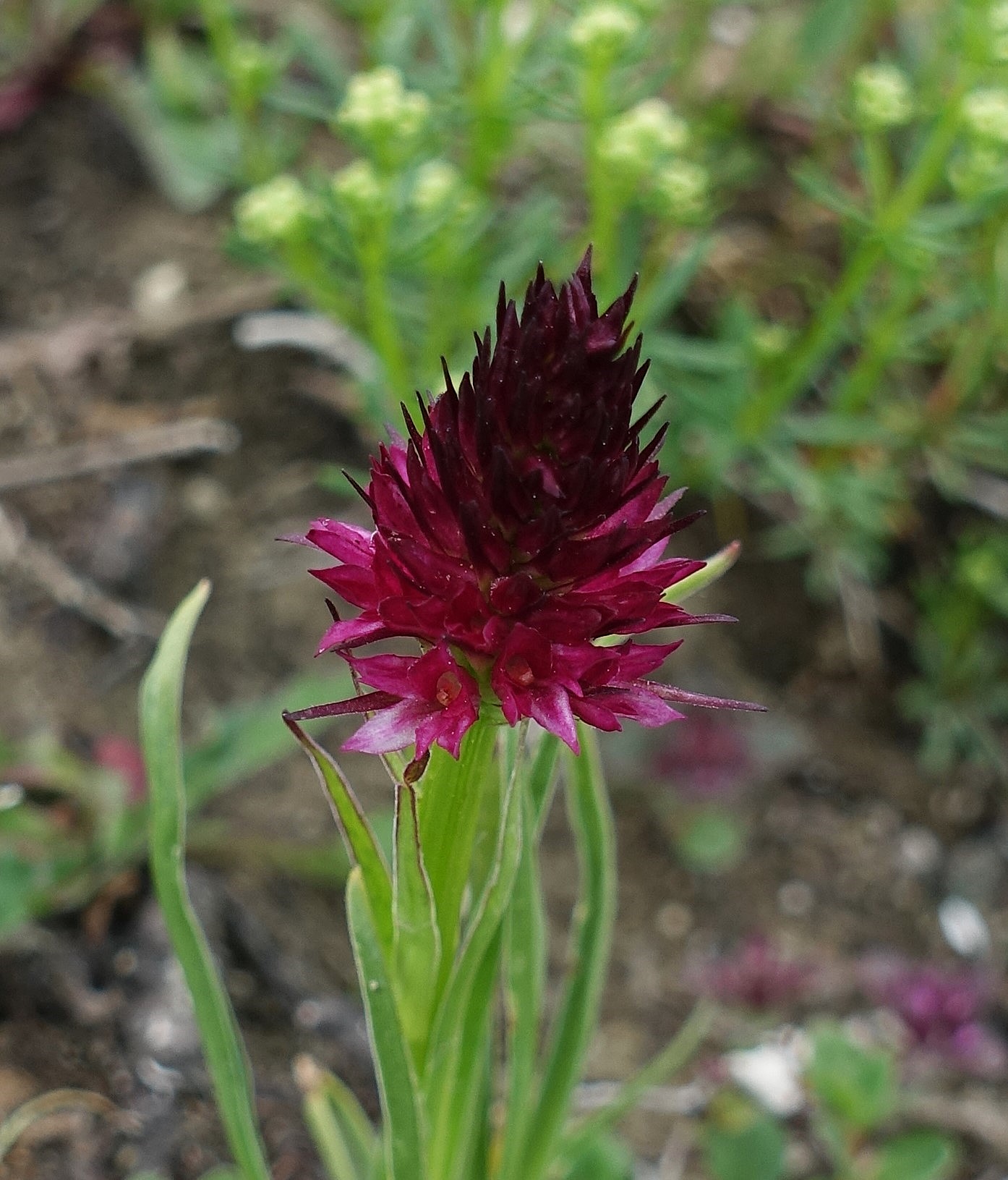 DSC06249 rubra.JPG