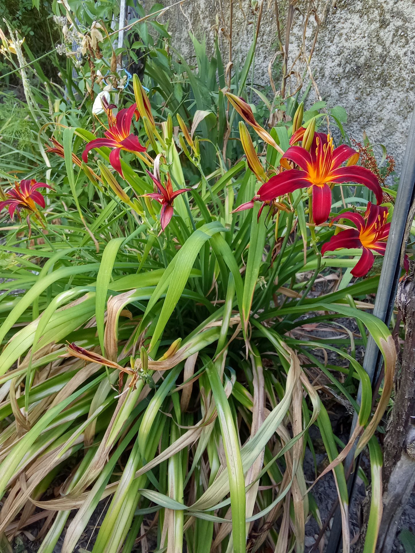 IMG_20260704_100438.jpg