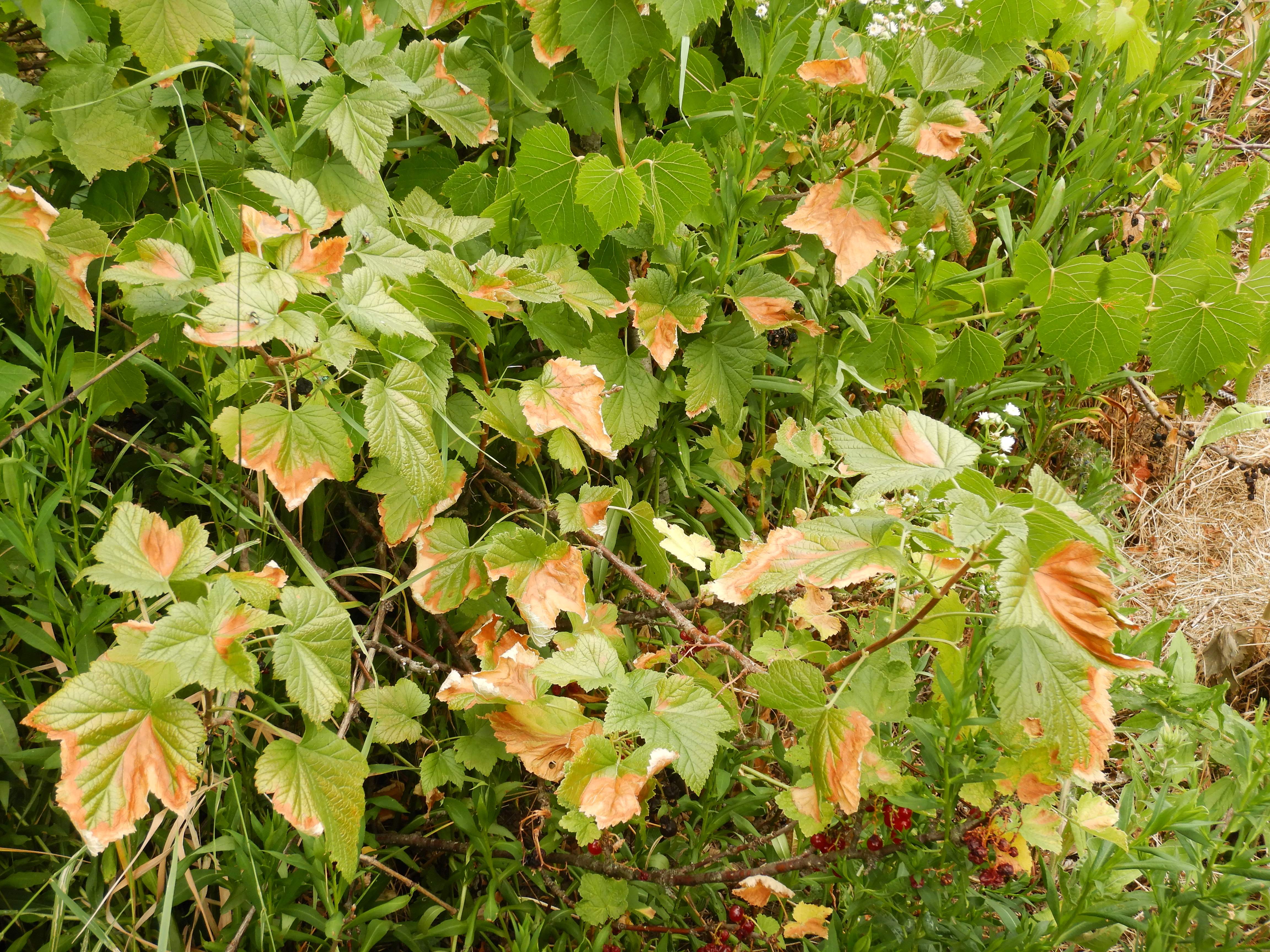 DSCN8081 hitzebrand ribes nigrum prellenkirchen 2026-07-05.jpg