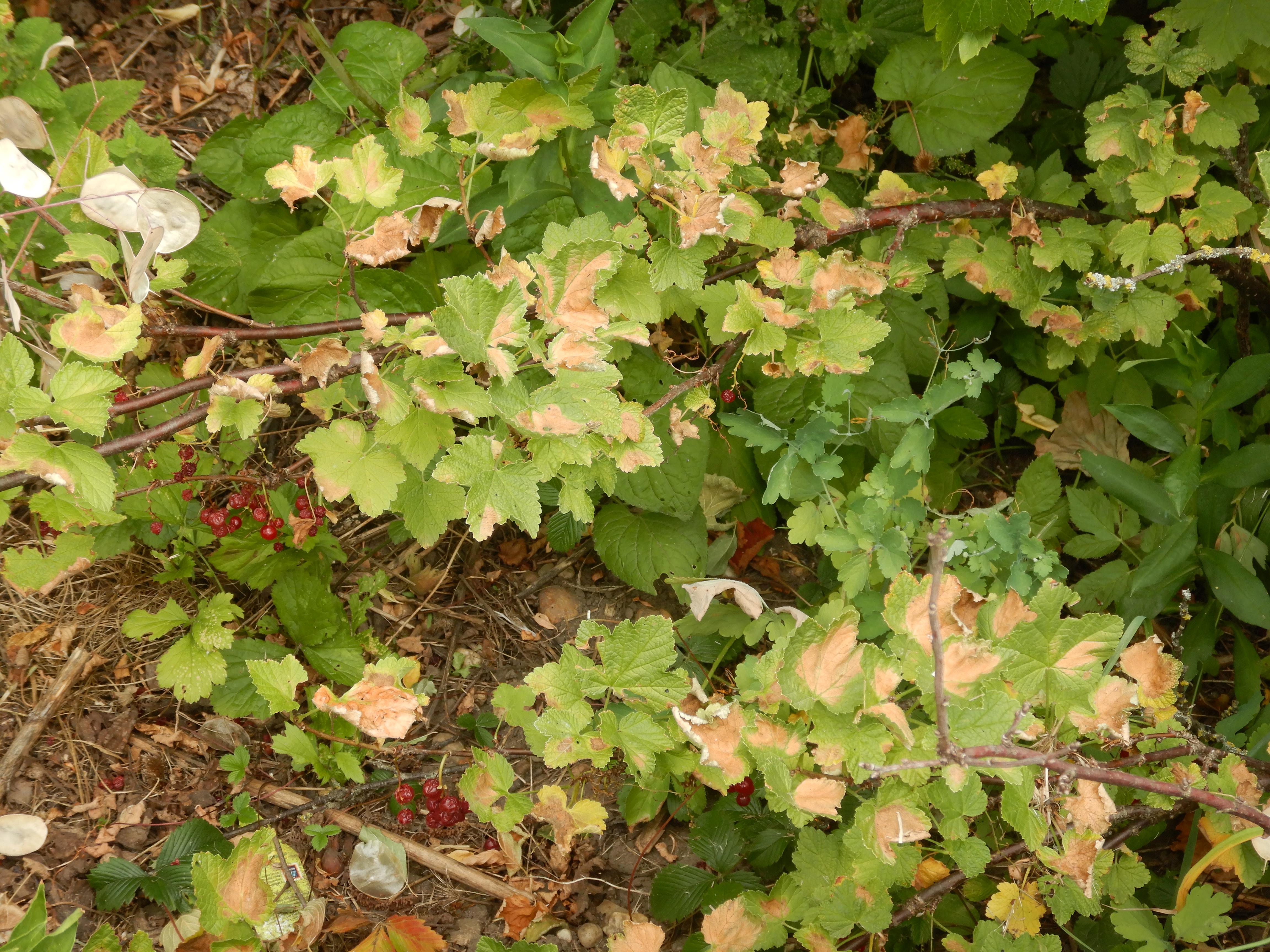 DSCN8082 hitzebrand ribes rubrum prellenkirchen 2026-07-05.jpg
