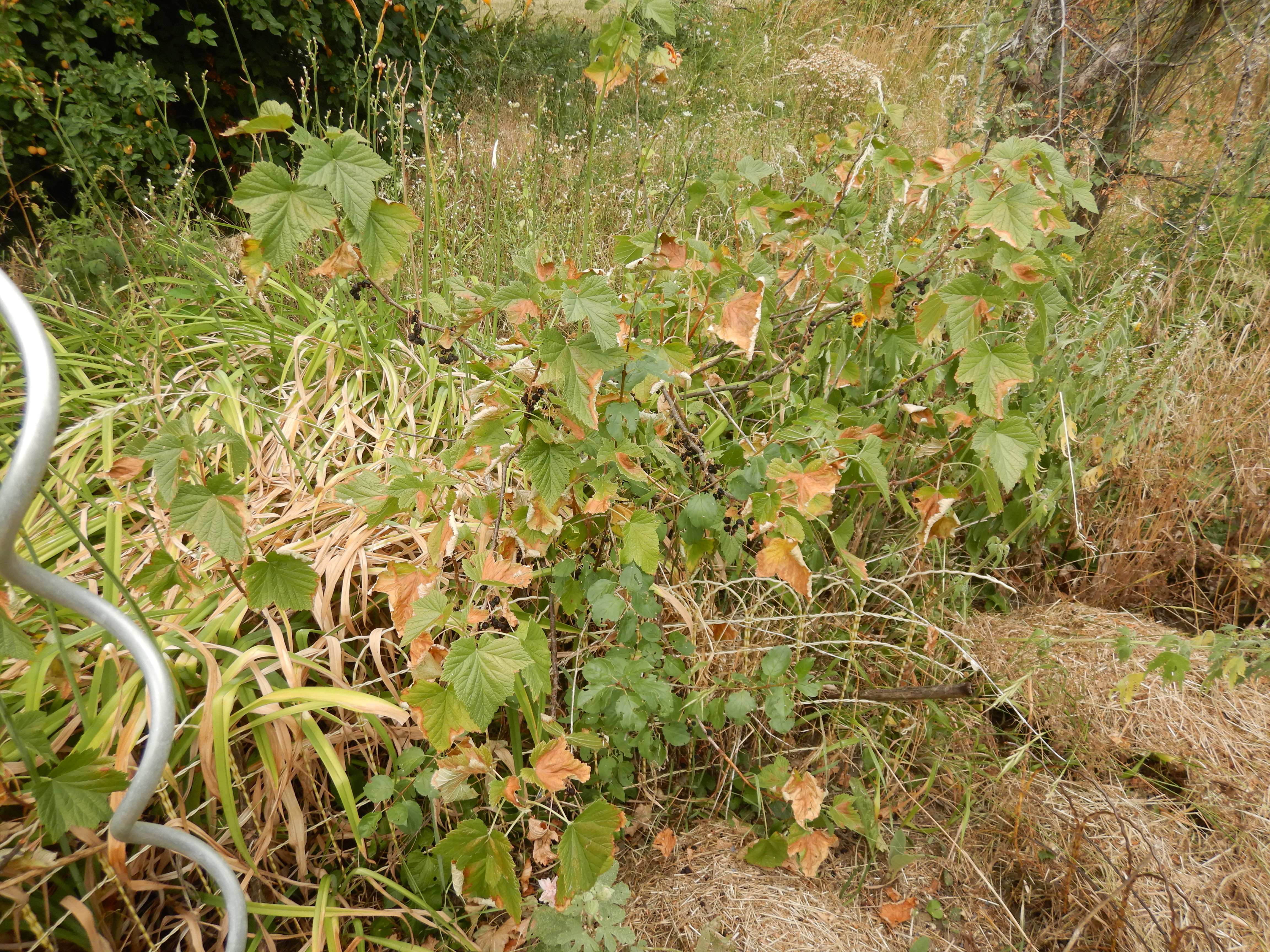 DSCN8087 hitzebrand ribes nigrum prellenkirchen 2026-07-05.jpg