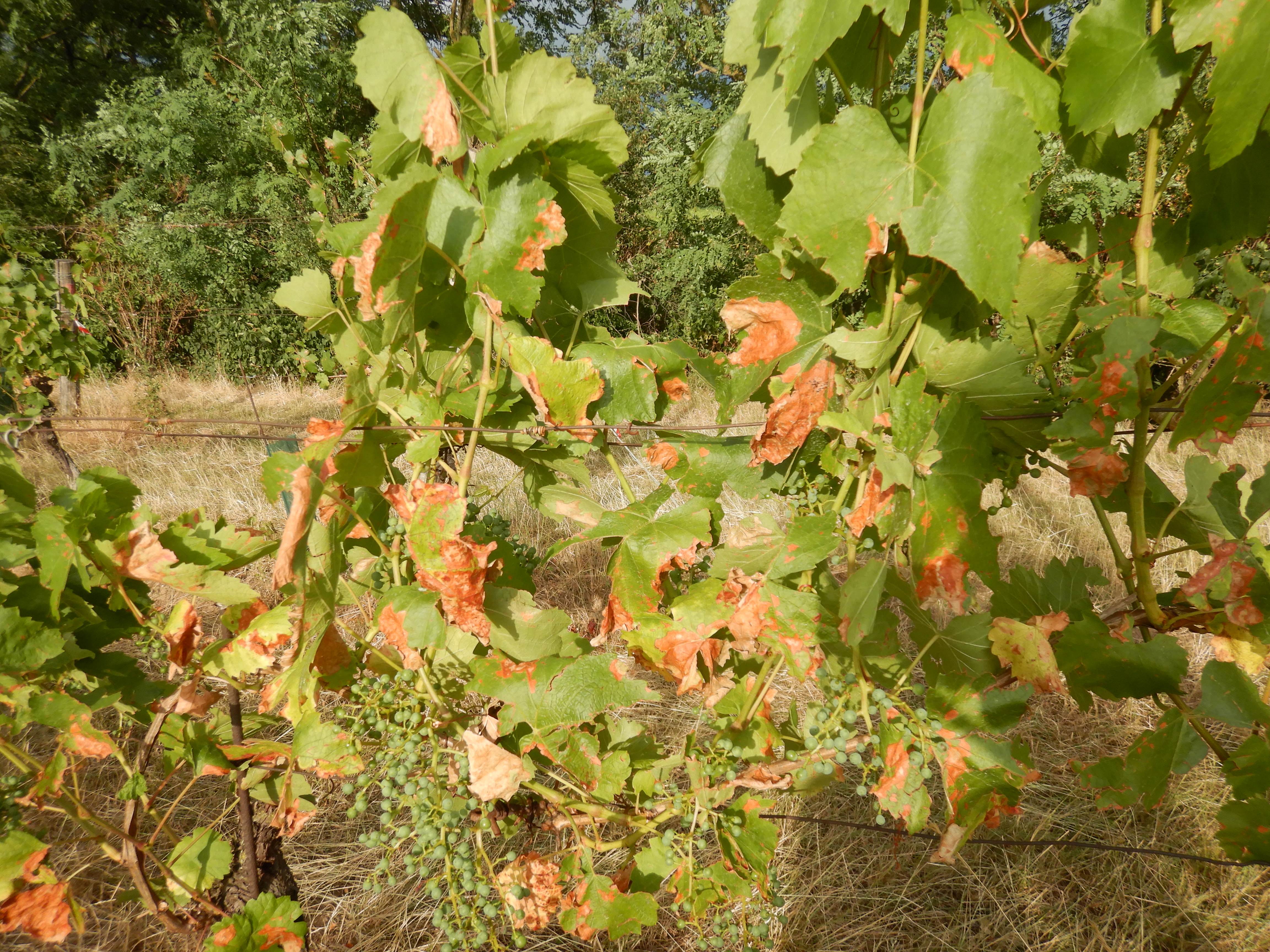 DSCN8272 SEHR FRAGLICHER hitzebrand vitis vinifera spitzerbergfuß 2026-07-05.jpg
