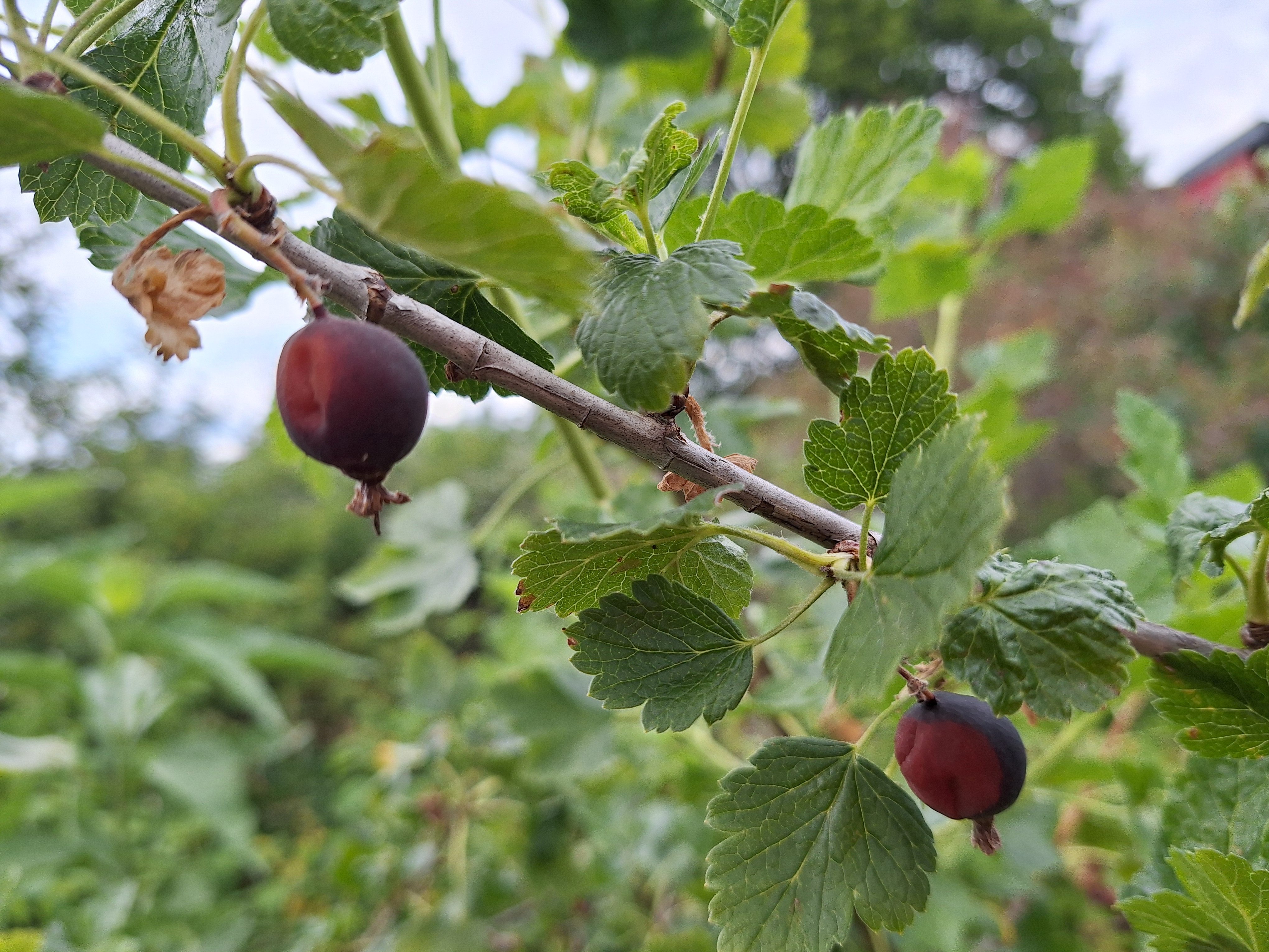 hitzebrand freistadt jostabeere gmail_images20260705_171855.jpg