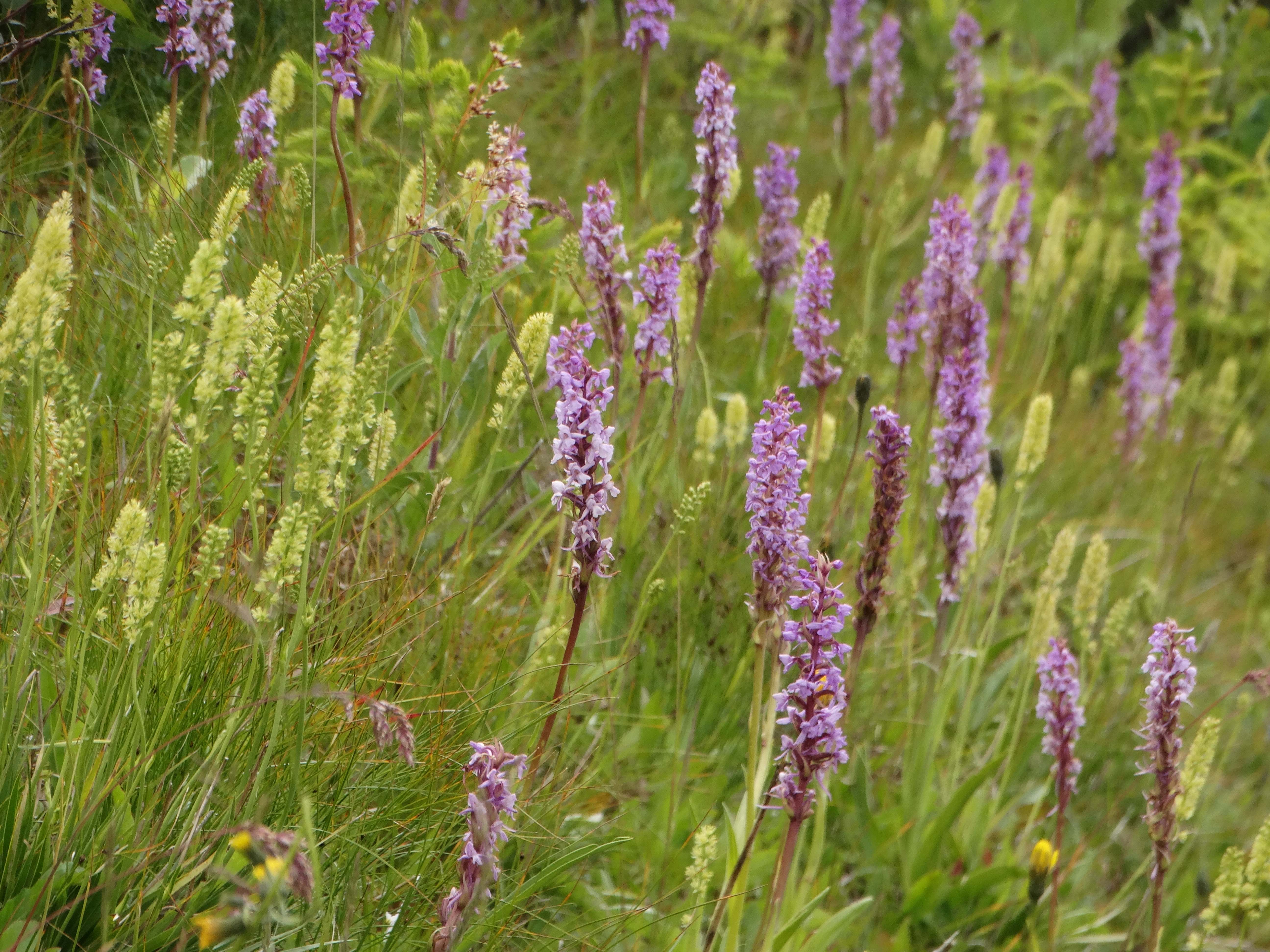 DSC05074 20260707 fischbacher alpen gymnadenia conopsea etc.jpg