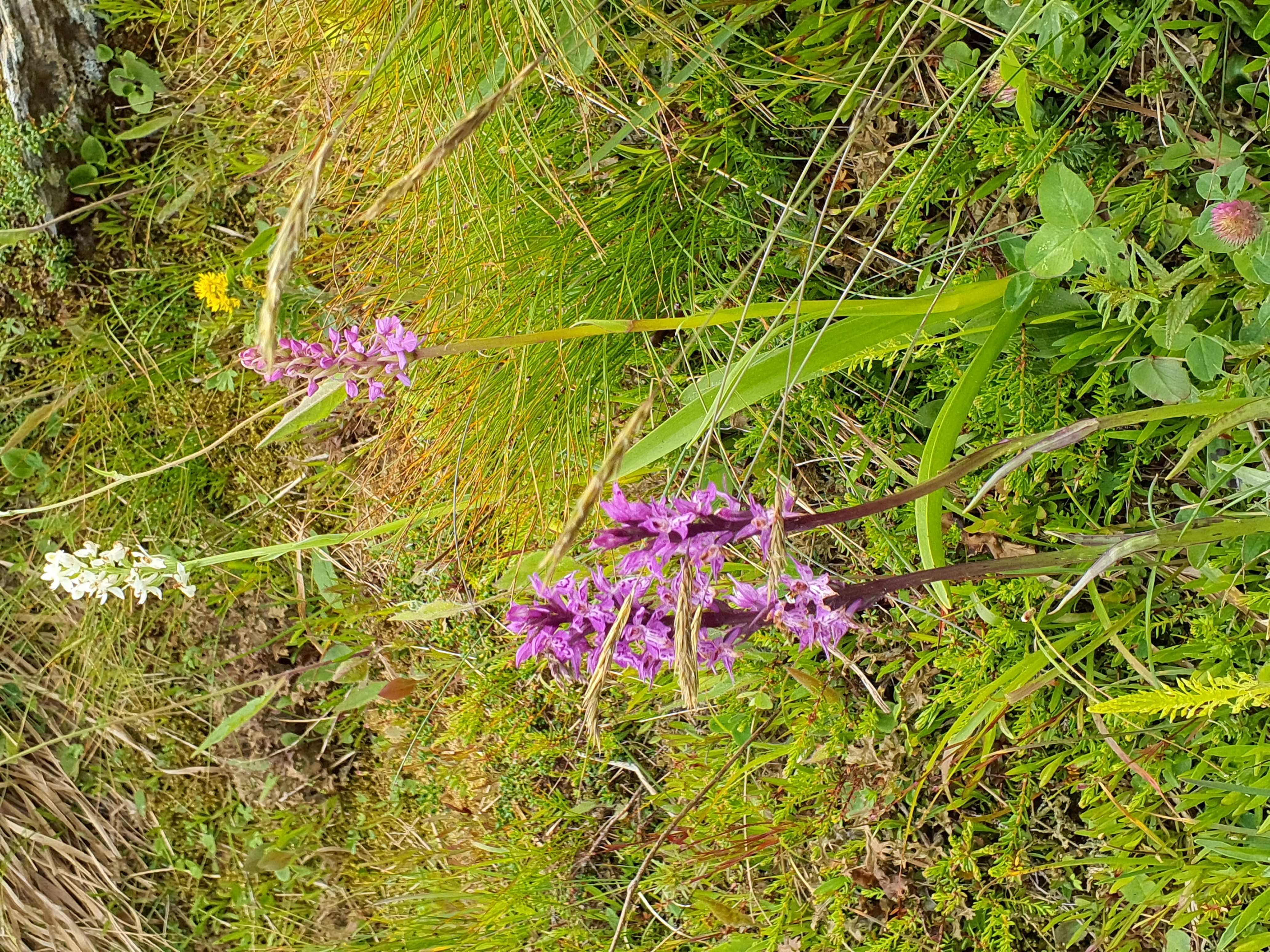 IMG_20260707_141546 20260707 fischbacher alpen einige arten.jpg