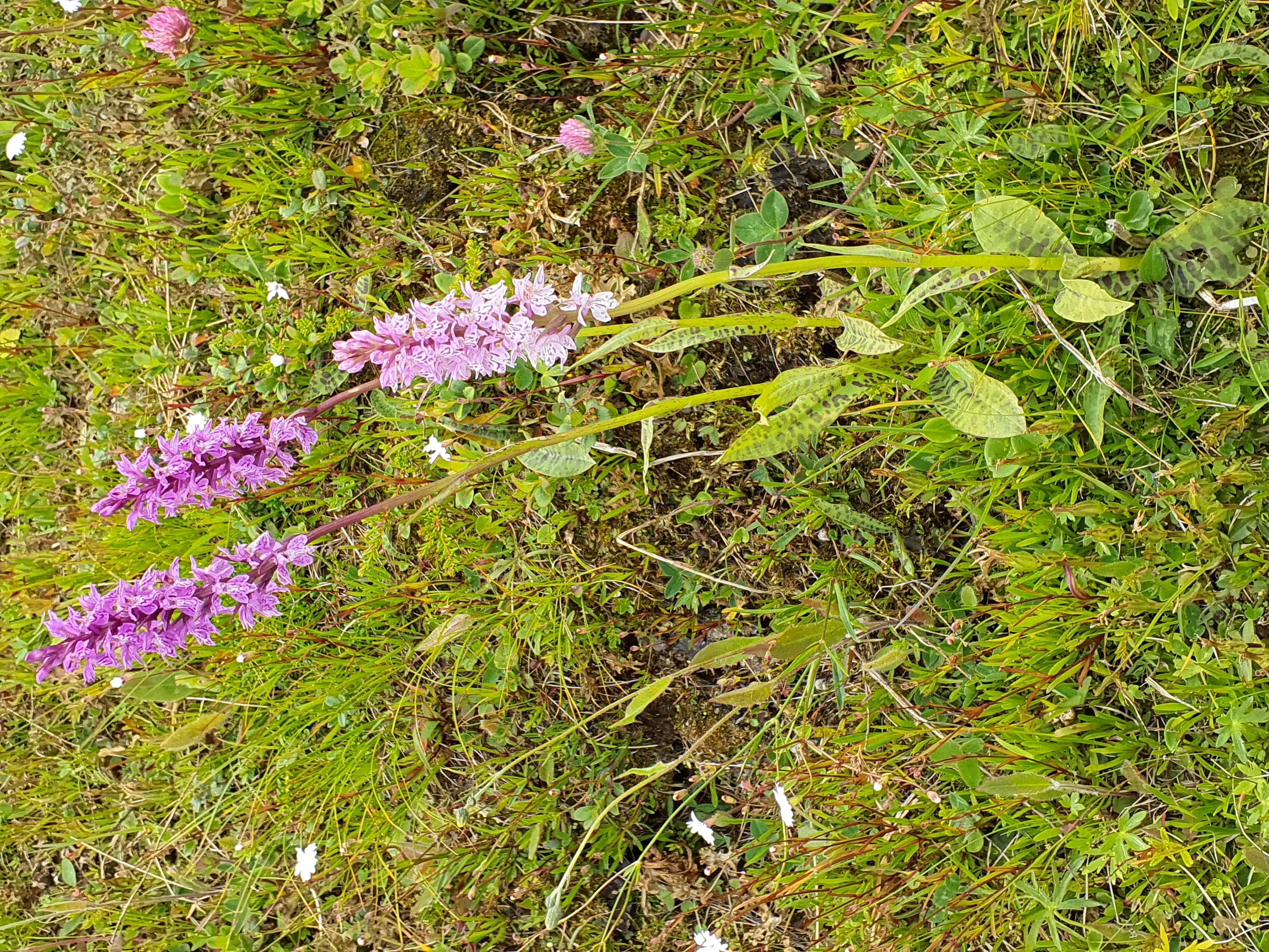 IMG_20260707_142349 20260707 fischbacher alpen dactylorhiza fuchsii.jpg