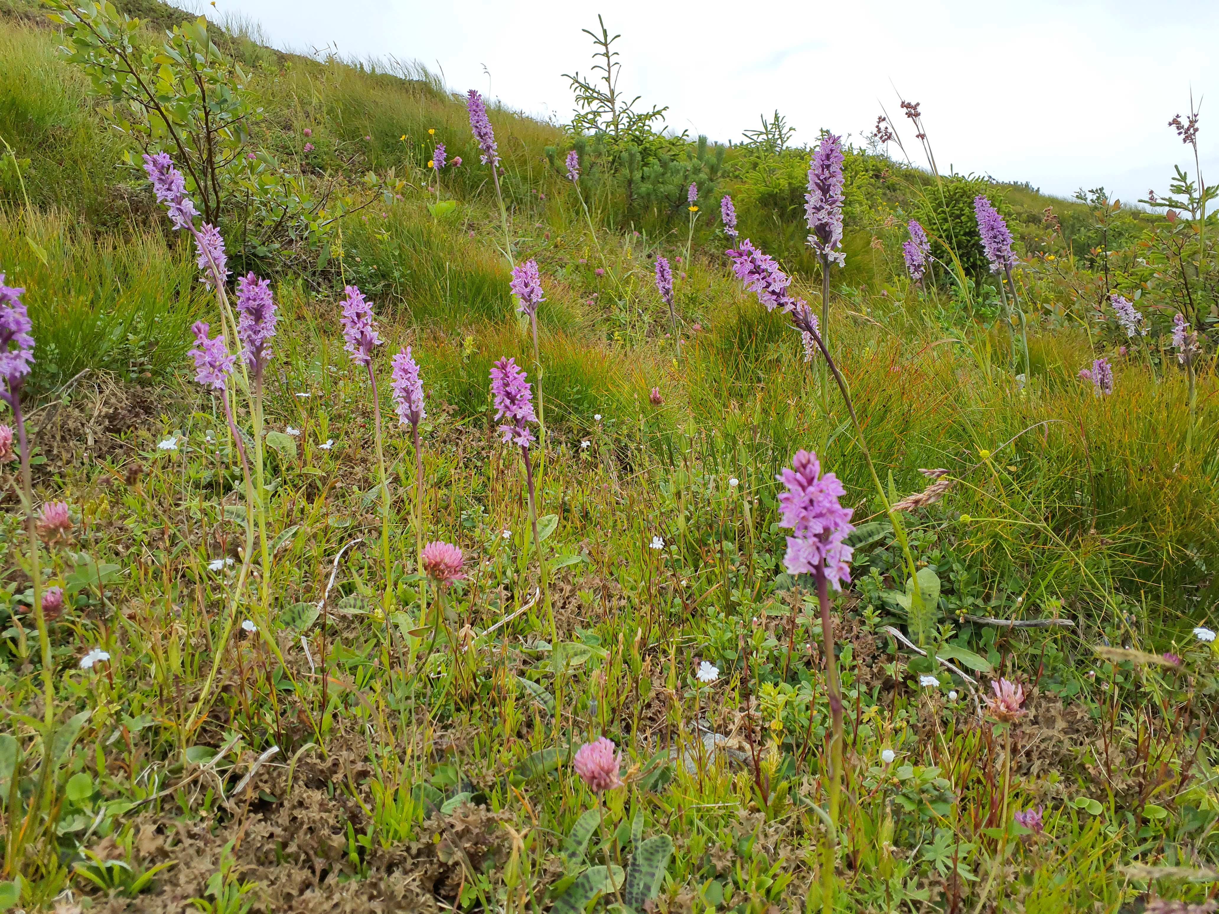 IMG_20260707_142421 20260707 fischbacher alpen dactylorhiza fuchsii.jpg