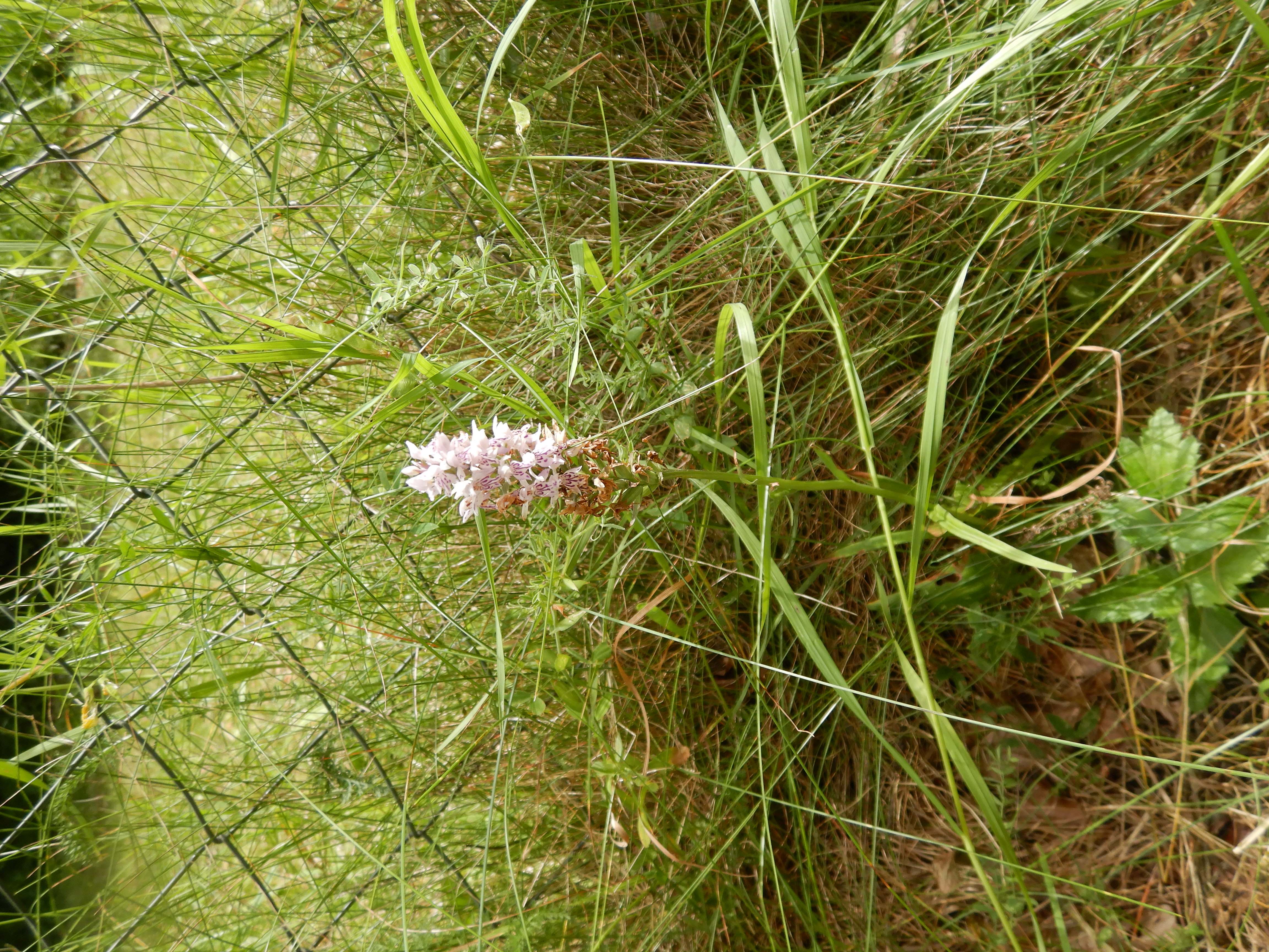 DSCN8982 20260707 semmering dactylorhiza fuchsii.jpg