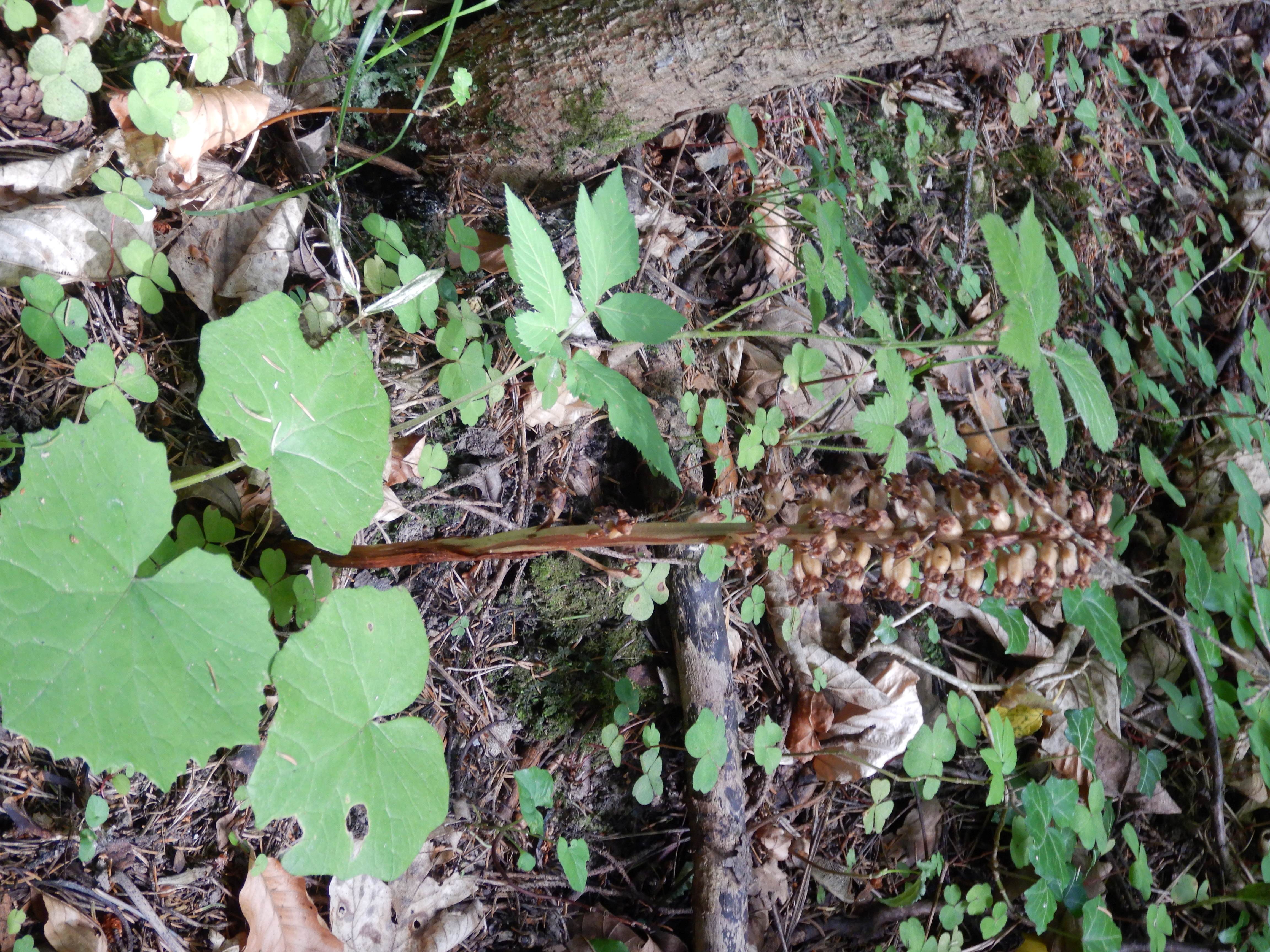 DSCN8997 20260707 semmering neottia nidus-avis.jpg