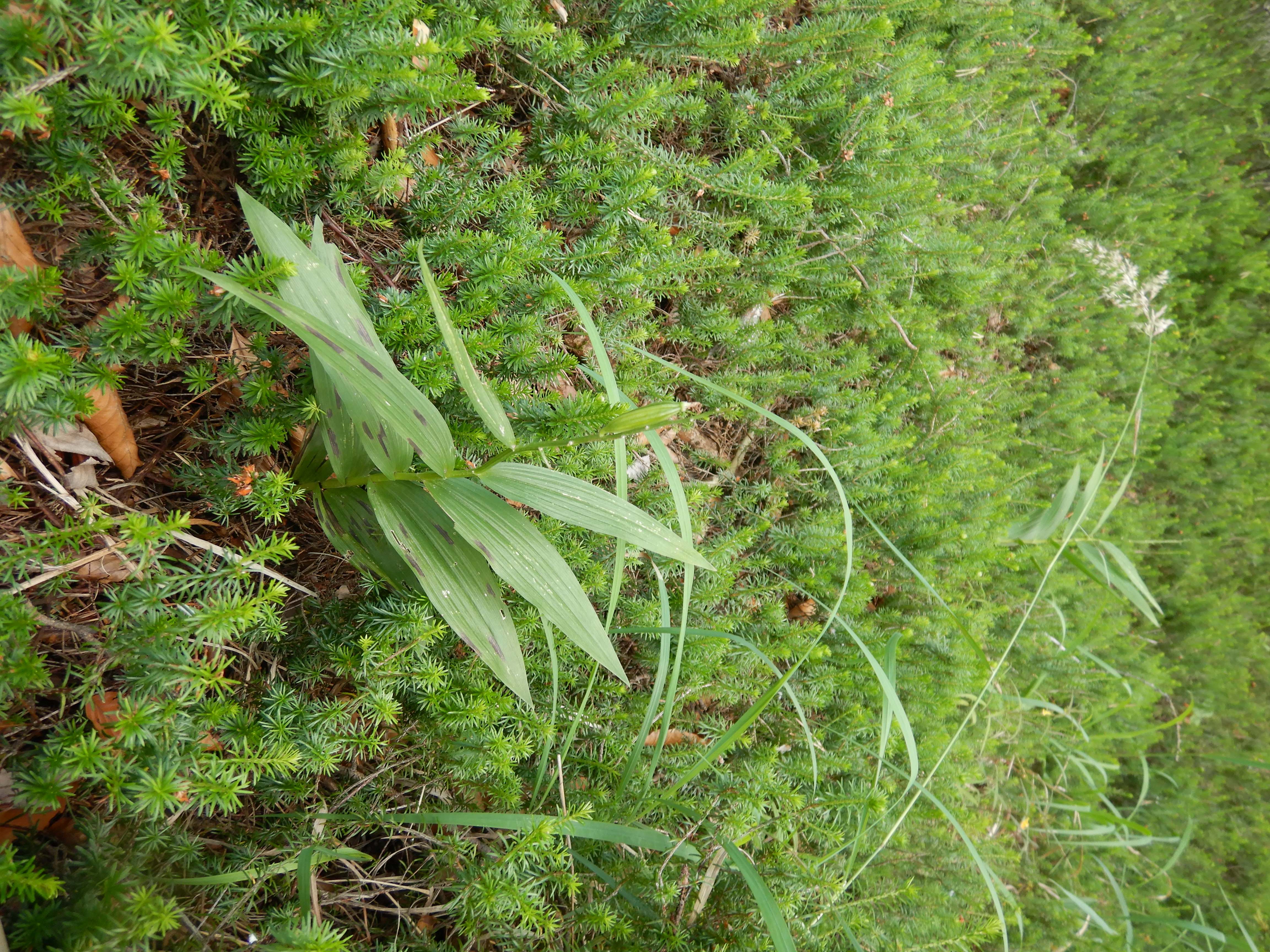 DSCN9035 20260707 semmering cephalanthera longifolia.jpg