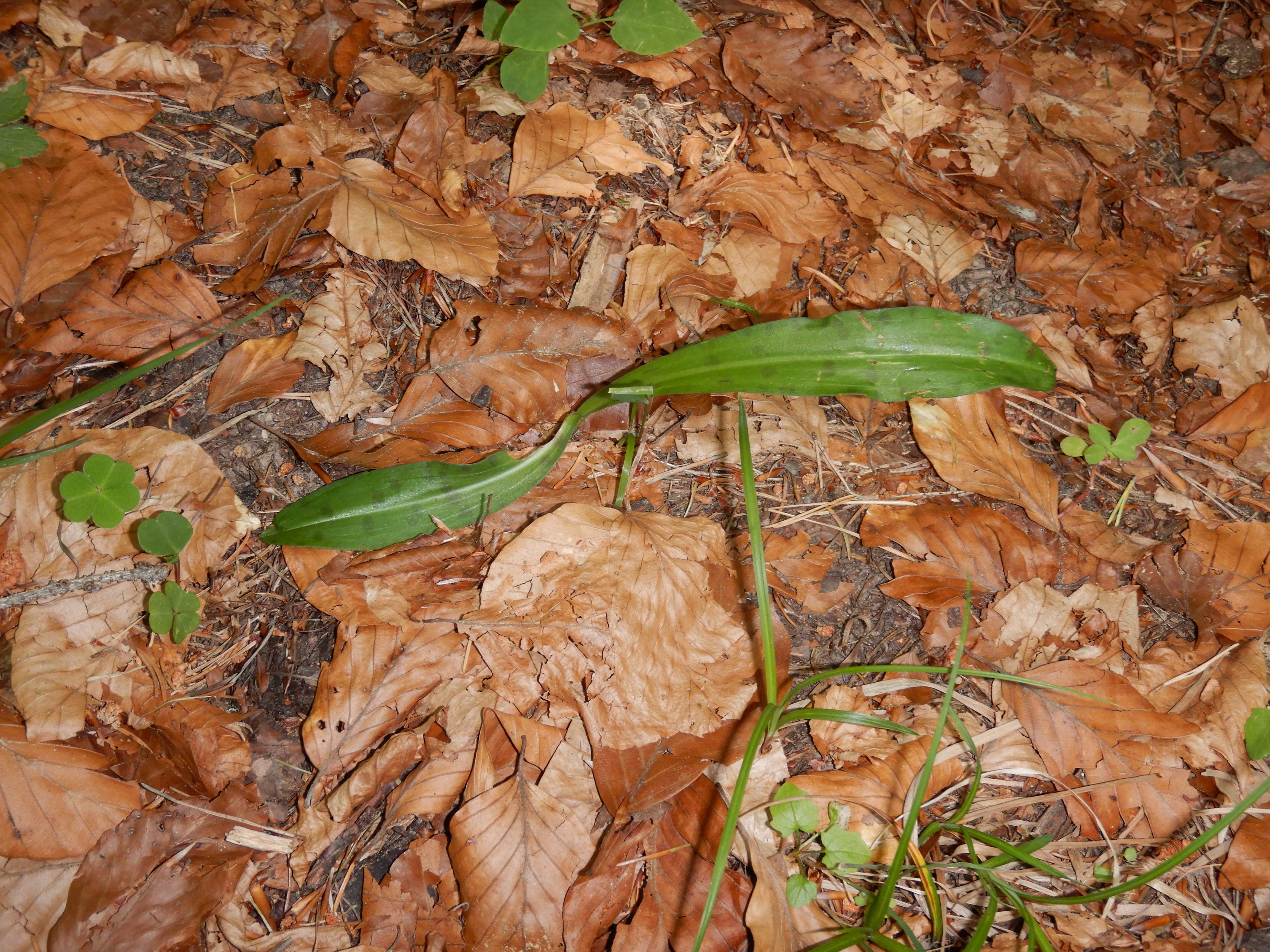 DSCN9112 20260707 semmering dactylorhiza fuchsii.jpg